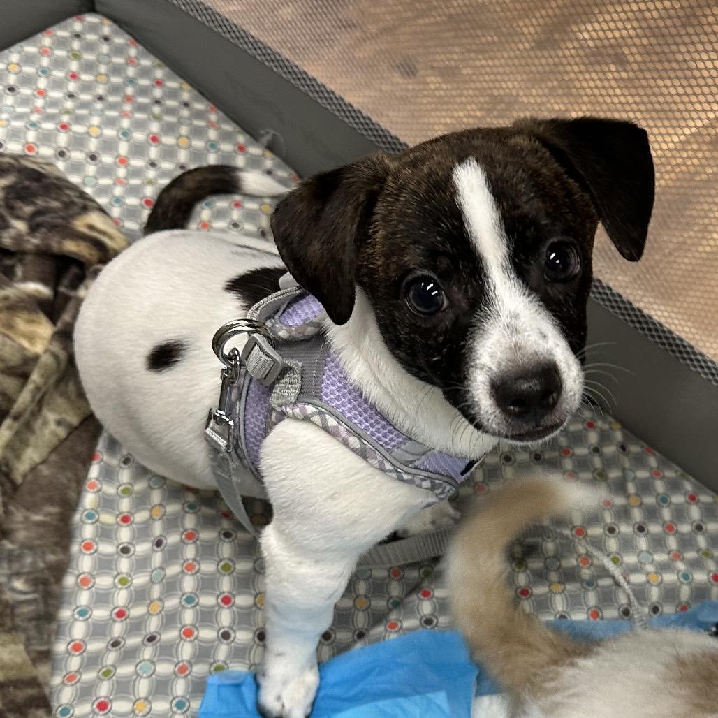 Enlarge Chip, a Adoptable mixed breed in Las Vegas, NV image 3/6