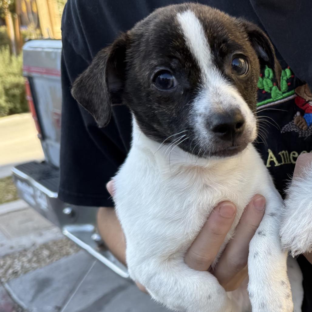 Chip, Adoptable, Puppy Male Jack Russell Terrier & Mixed Breed.