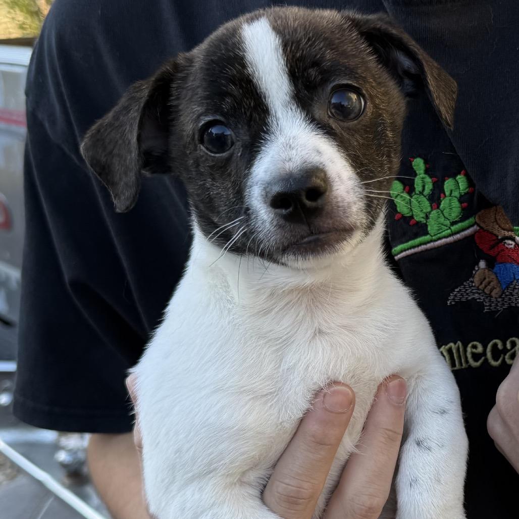 Enlarge Chip, a Adoptable mixed breed in Las Vegas, NV image 2/2