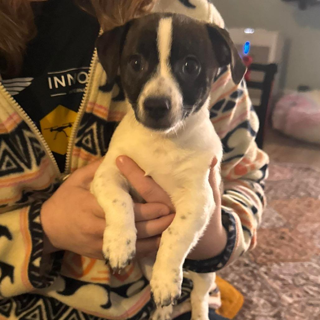 Enlarge Chip, a Adoptable mixed breed in Las Vegas, NV image 6/6