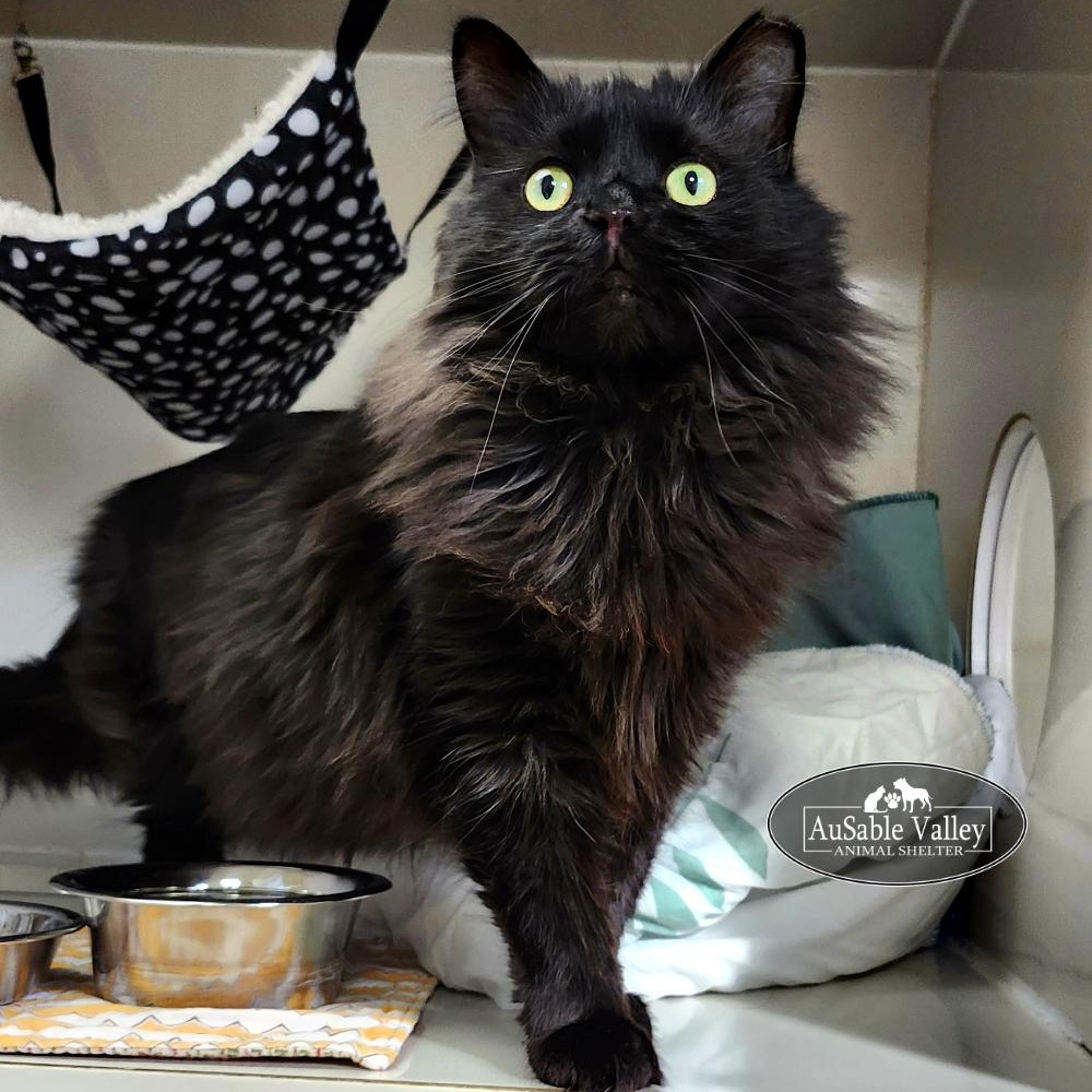 Rembrandt, a Adoptable Domestic Long Hair in Grayling, MI image 6/6