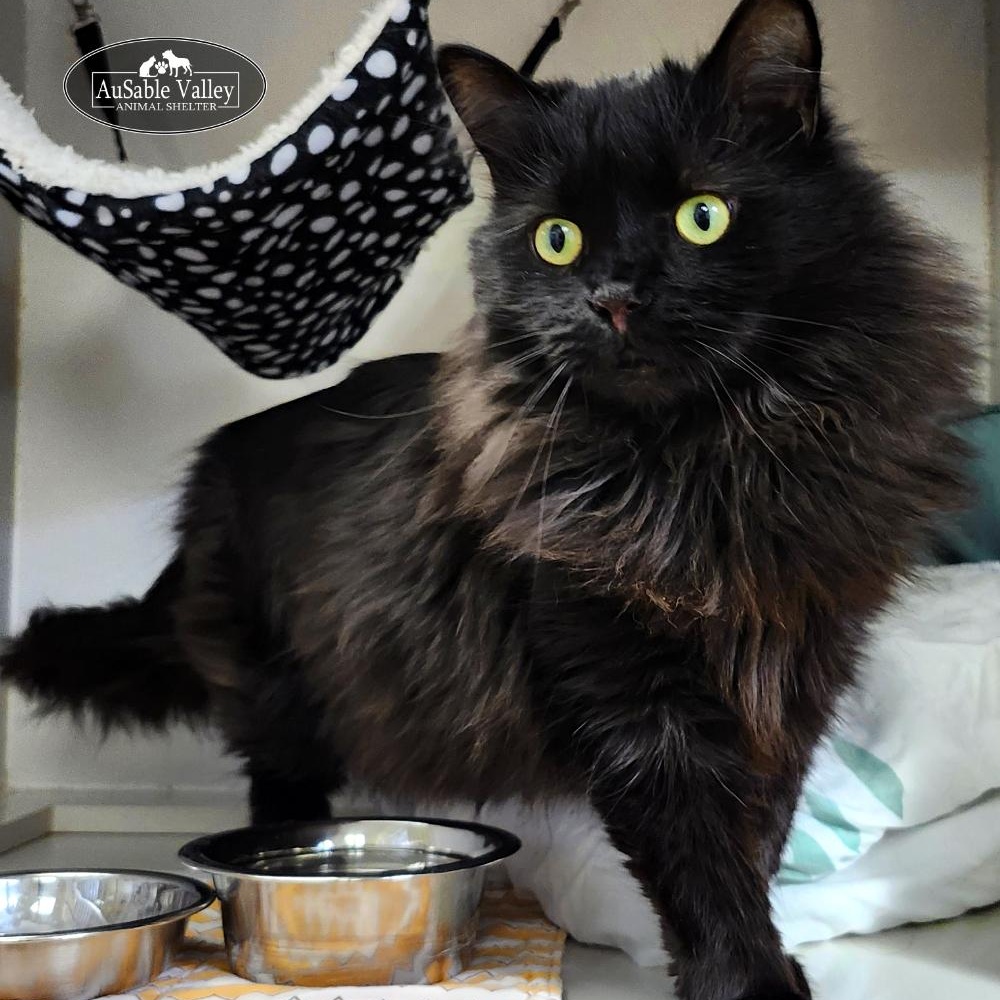 Rembrandt, a Adoptable Domestic Long Hair in Grayling, MI image 5/6