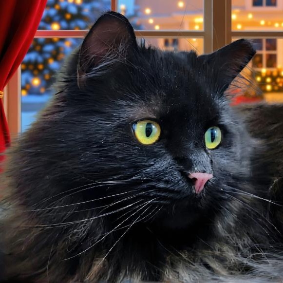 Rembrandt, a Adoptable Domestic Long Hair in Grayling, MI image 1/6