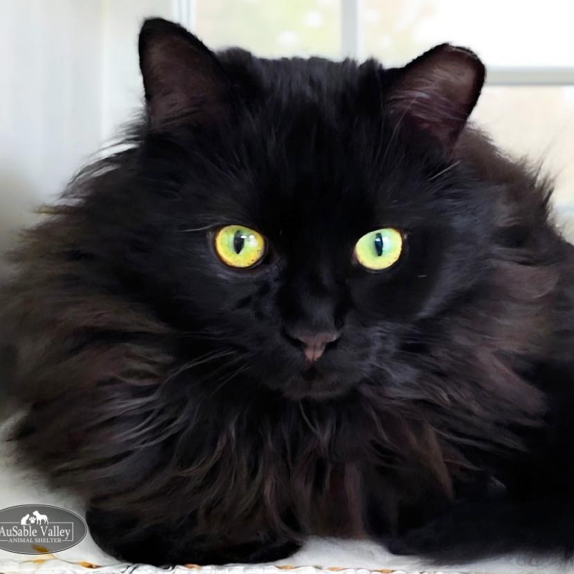 Rembrandt, Adoptable, Adult Male Domestic Long Hair.