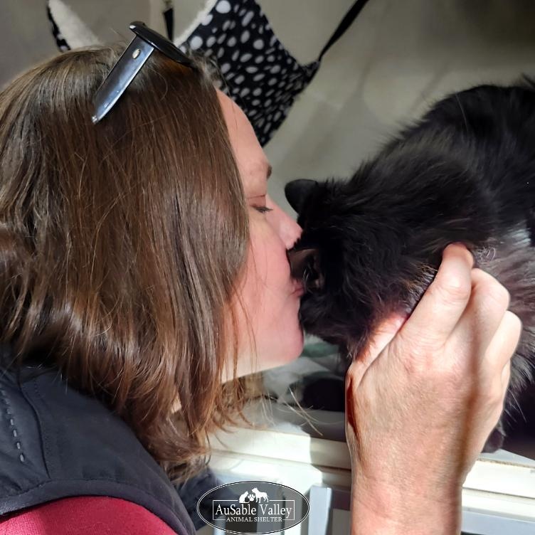 Rembrandt, a Adoptable Domestic Long Hair in Grayling, MI image 4/6