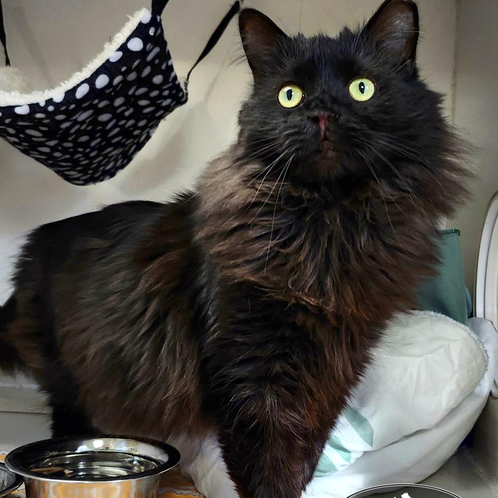 Rembrandt, a Adoptable Domestic Long Hair in Grayling, MI image 3/6