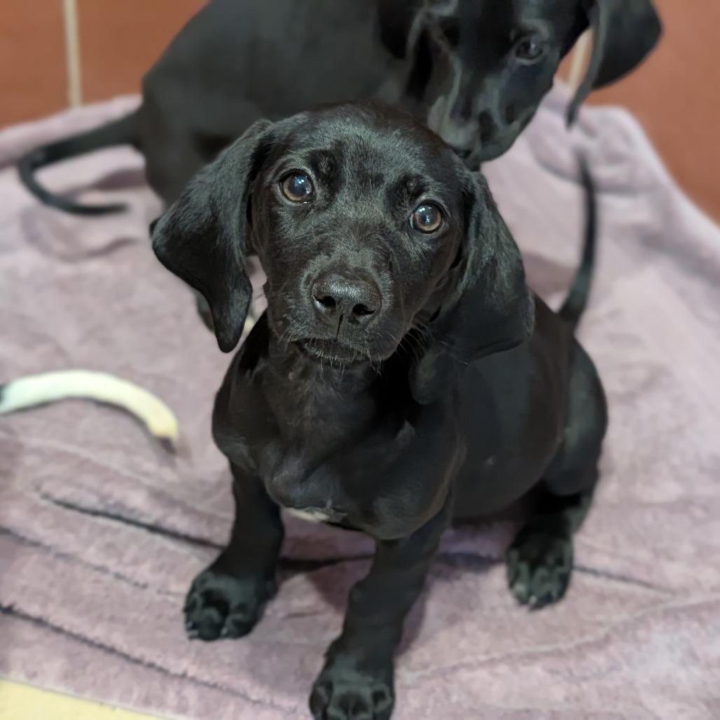 Loretta, Adoptable, Puppy Female Mixed Breed.