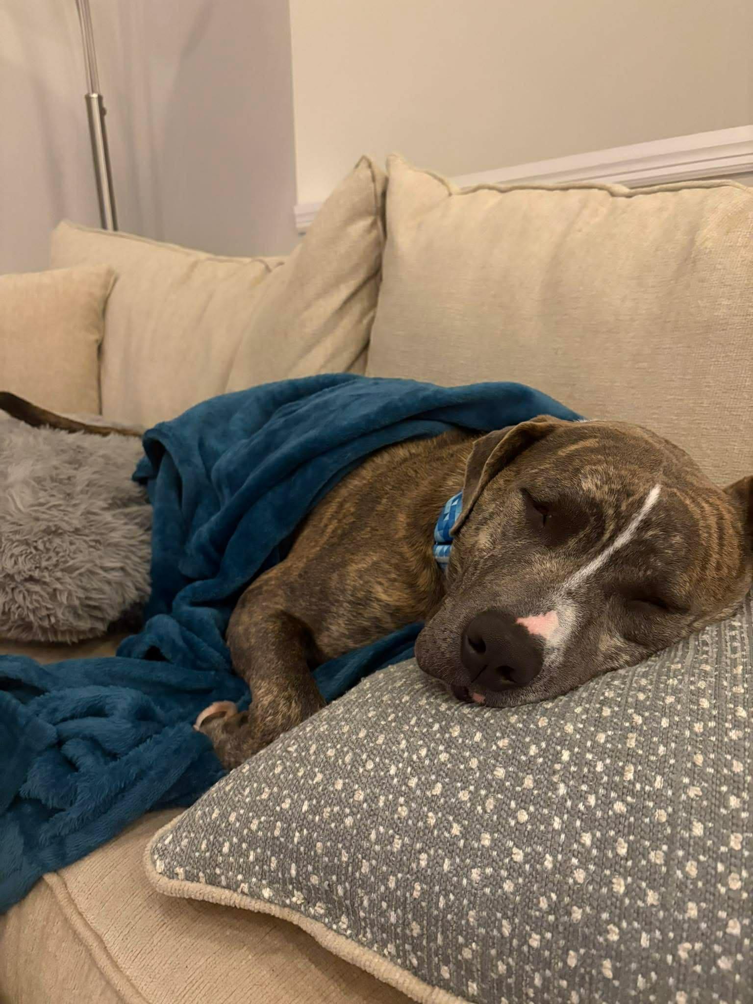 Paul, adopted, Adult Male Pit Bull Terrier.