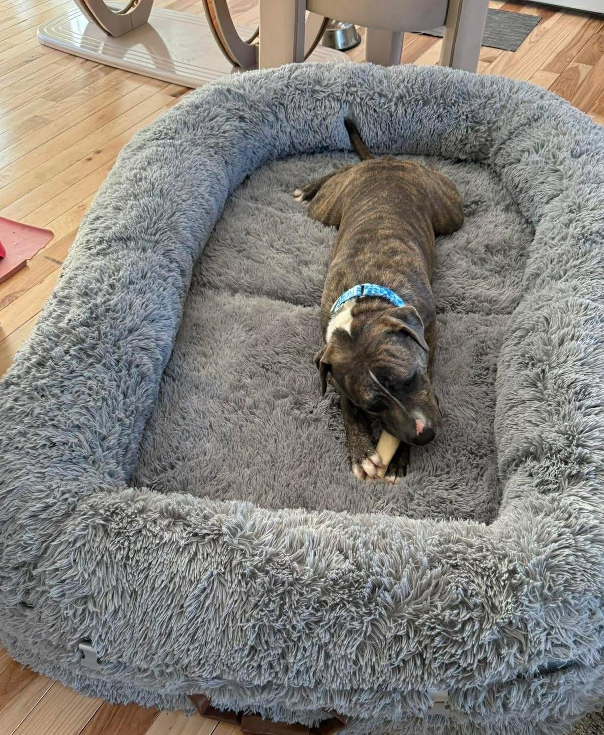 Enlarge Paul, an adopted mixed breed in Yonkers, NY image 2/5