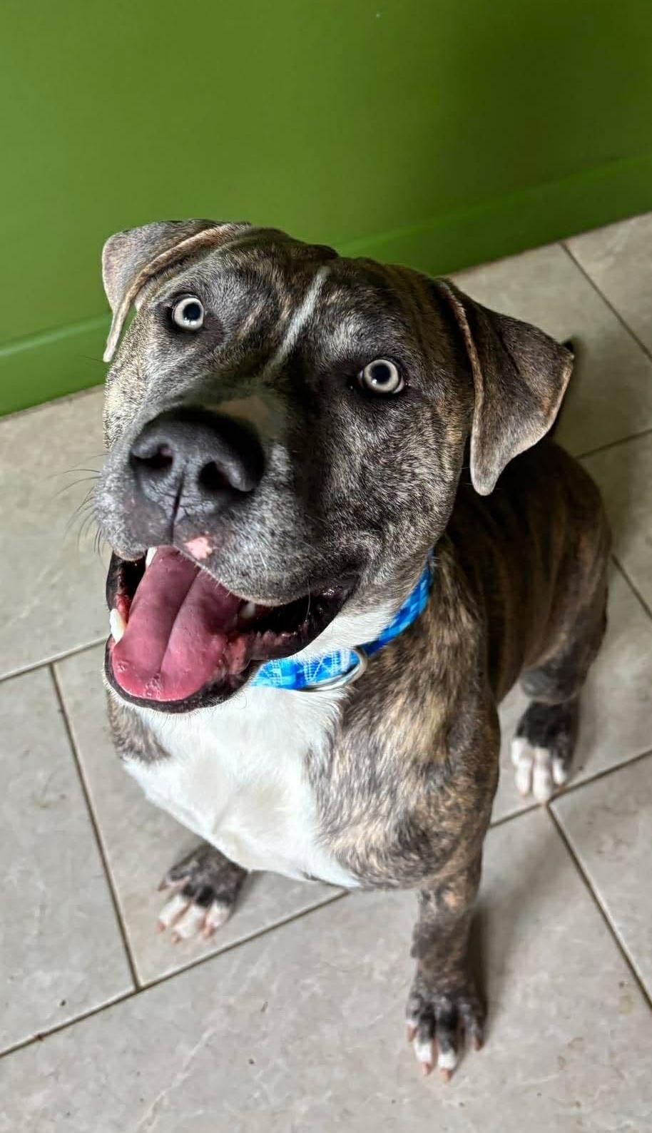 Enlarge Paul, an adopted mixed breed in Yonkers, NY image 3/5
