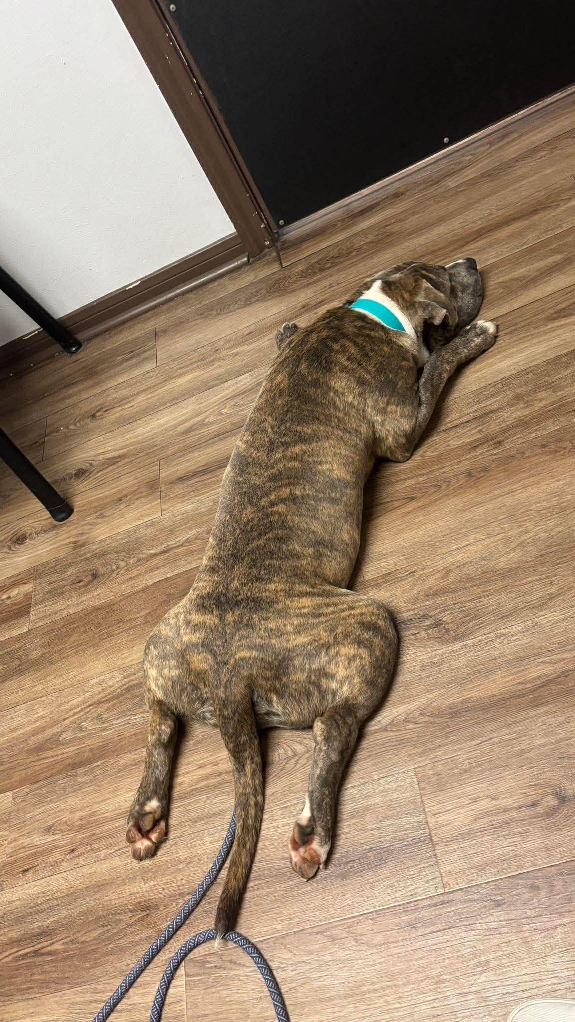Enlarge Paul, an adopted mixed breed in Yonkers, NY image 5/5