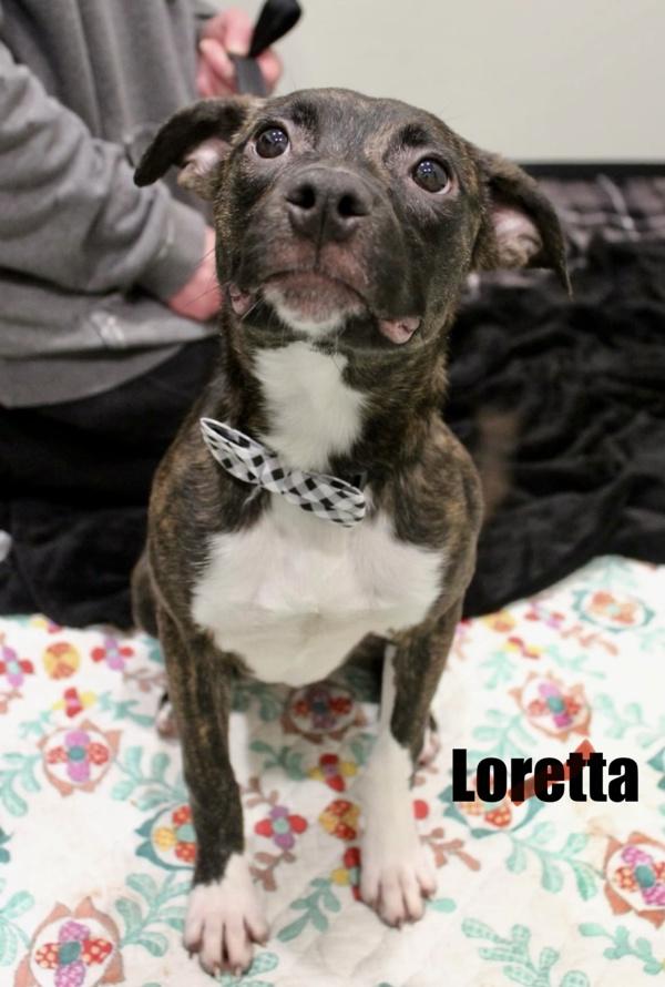 Loretta, Adoptable, Young Female Pit Bull Terrier.