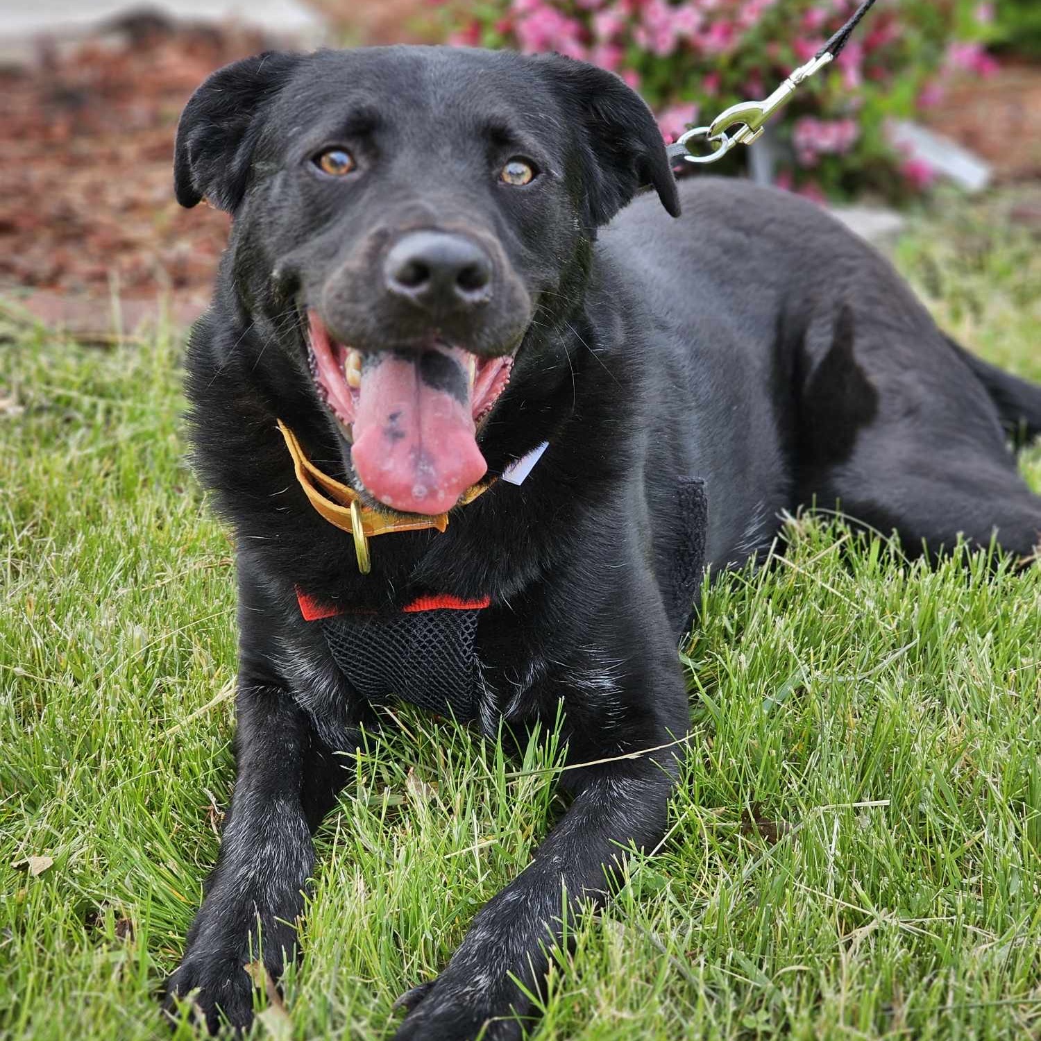 Enlarge Cinder - waiting a long time., a Adoptable mixed breed in West Saint Paul, MN image 2/6