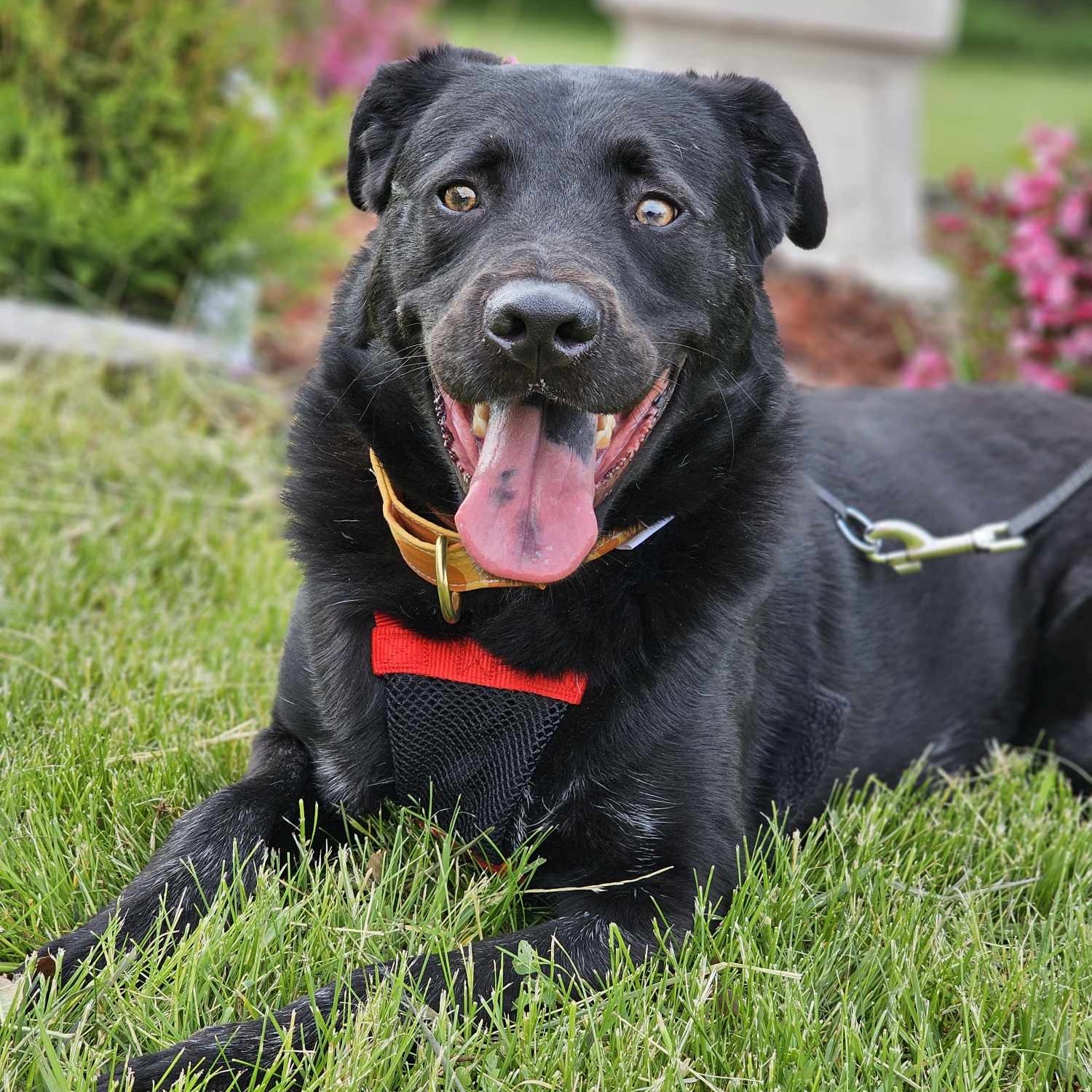 Enlarge Cinder - waiting a long time., a Adoptable mixed breed in West Saint Paul, MN image 6/6