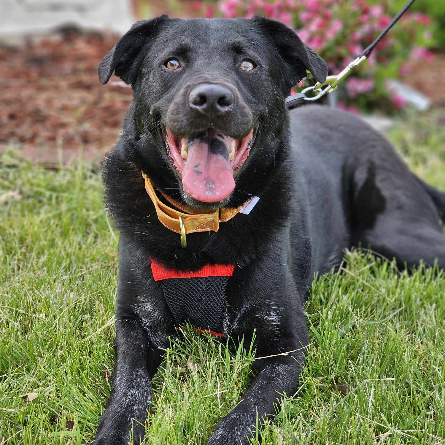 Enlarge Cinder - waiting a long time., a Adoptable mixed breed in West Saint Paul, MN image 5/6