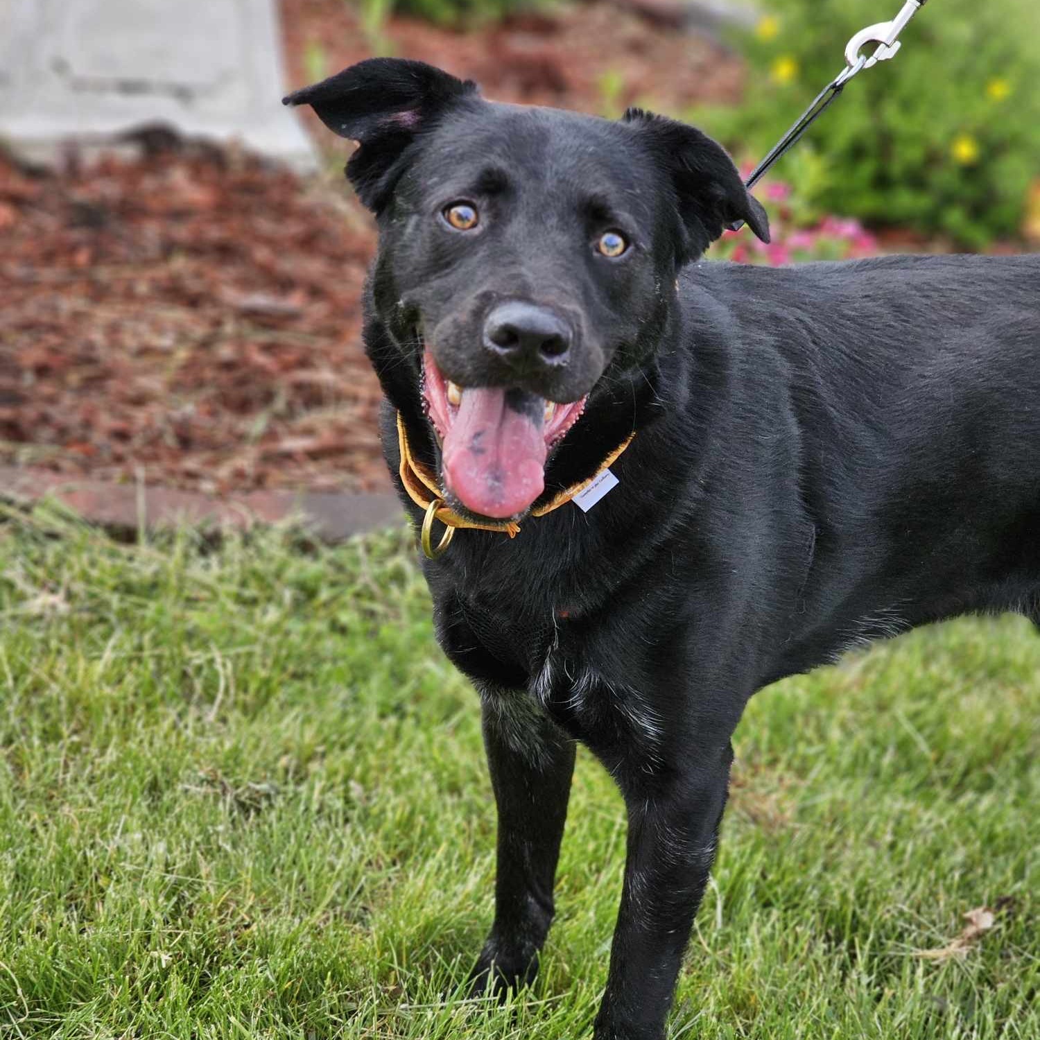 Cinder - waiting a long time., Adoptable, Adult Male Labrador Retriever & Shepherd.