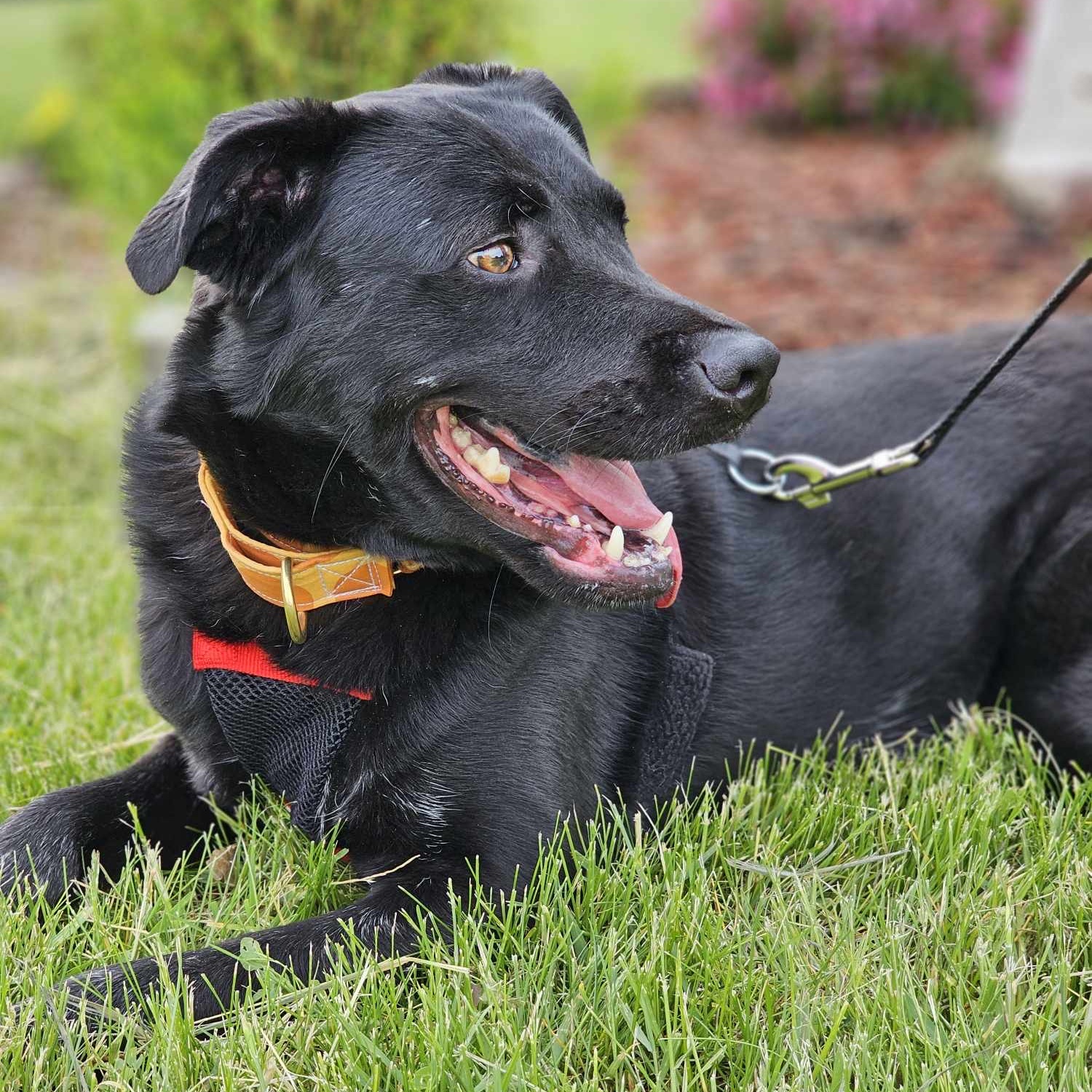 Enlarge Cinder - waiting a long time., a Adoptable mixed breed in West Saint Paul, MN image 3/6