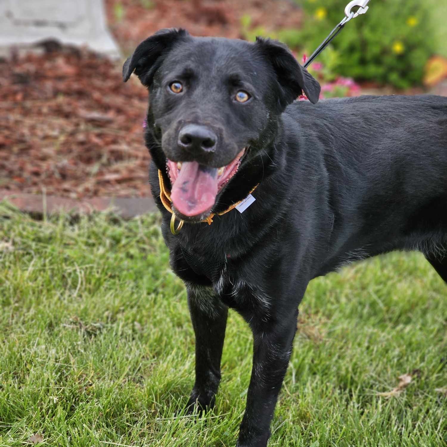 Enlarge Cinder - waiting a long time., a Adoptable mixed breed in West Saint Paul, MN image 4/6