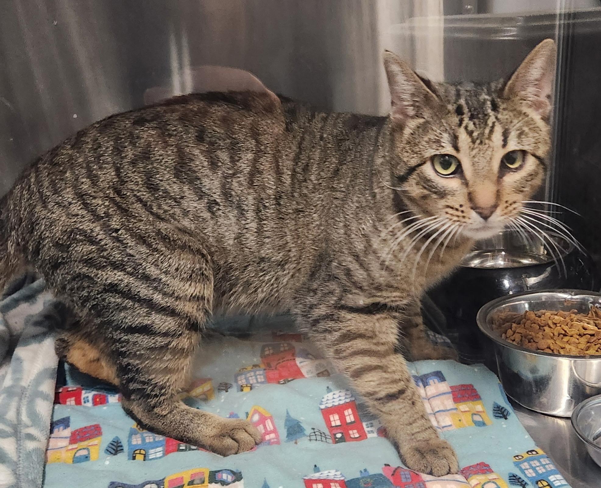 Enlarge Sugar, an adoptable Domestic Short Hair in Zimmerman, MN image 1/1