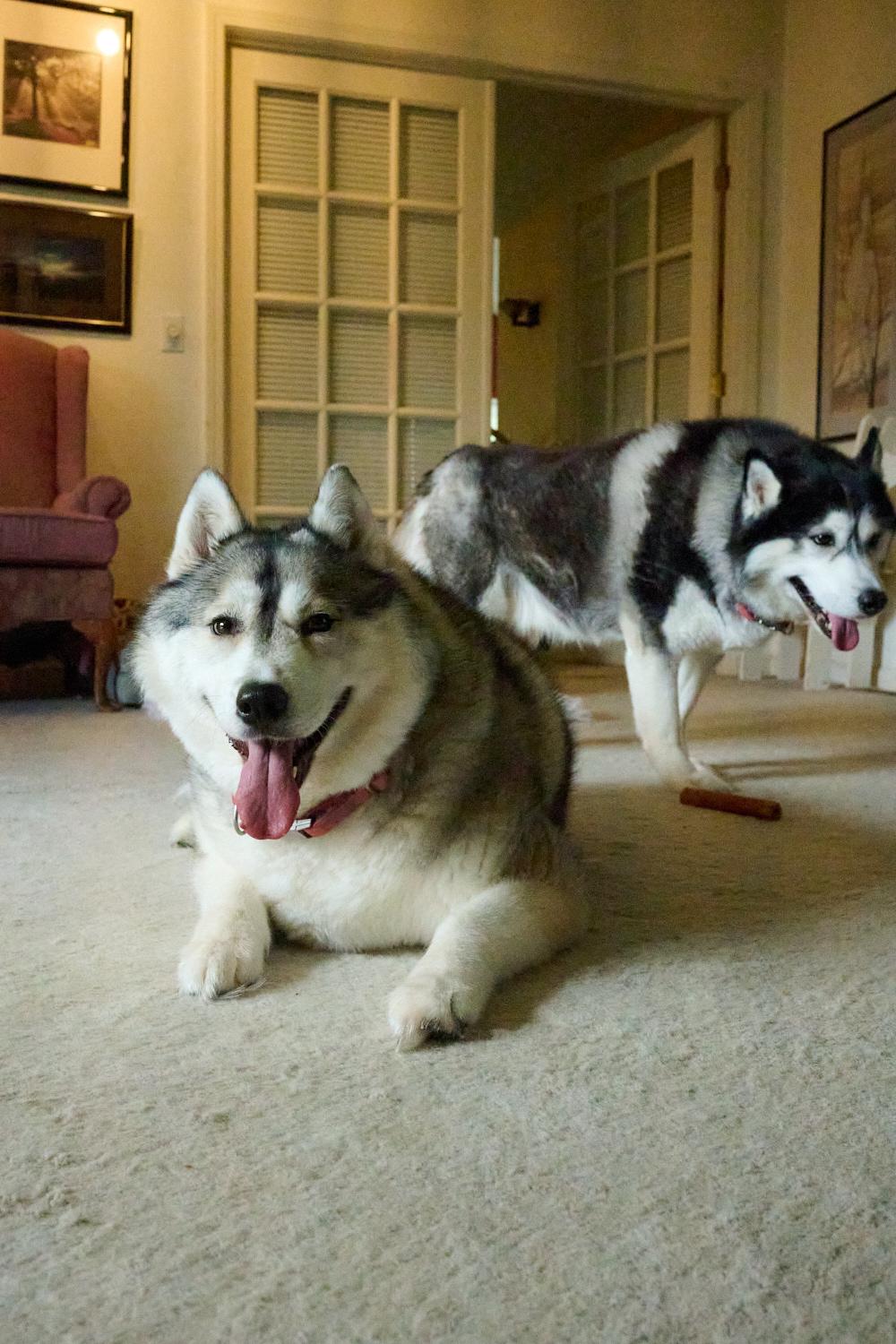 Joey and Julie *Community Post*, a ADOPTABLE Siberian Husky in Floyd, VA image 6/6