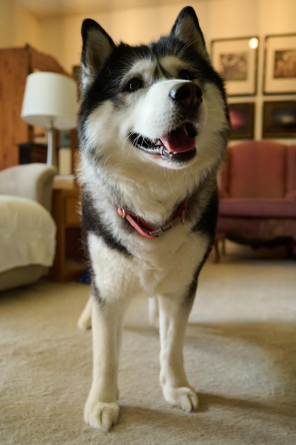 Joey and Julie *Community Post*, a ADOPTABLE Siberian Husky in Floyd, VA image 5/6