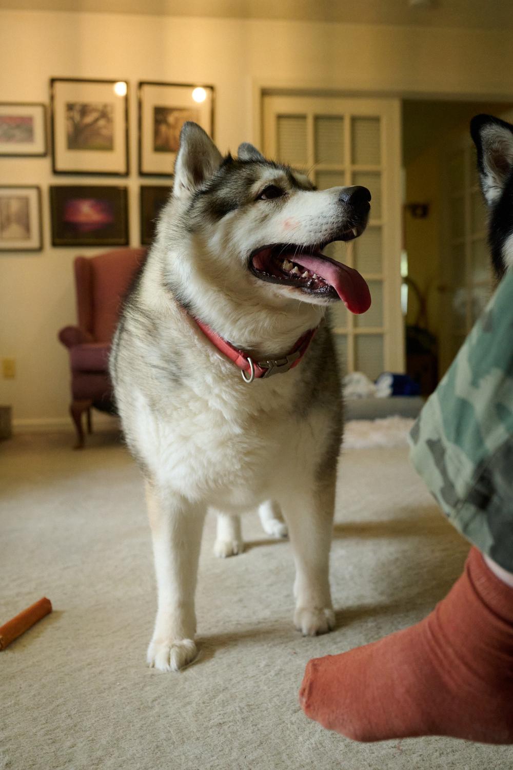 Joey and Julie *Community Post*, a ADOPTABLE Siberian Husky in Floyd, VA image 4/6