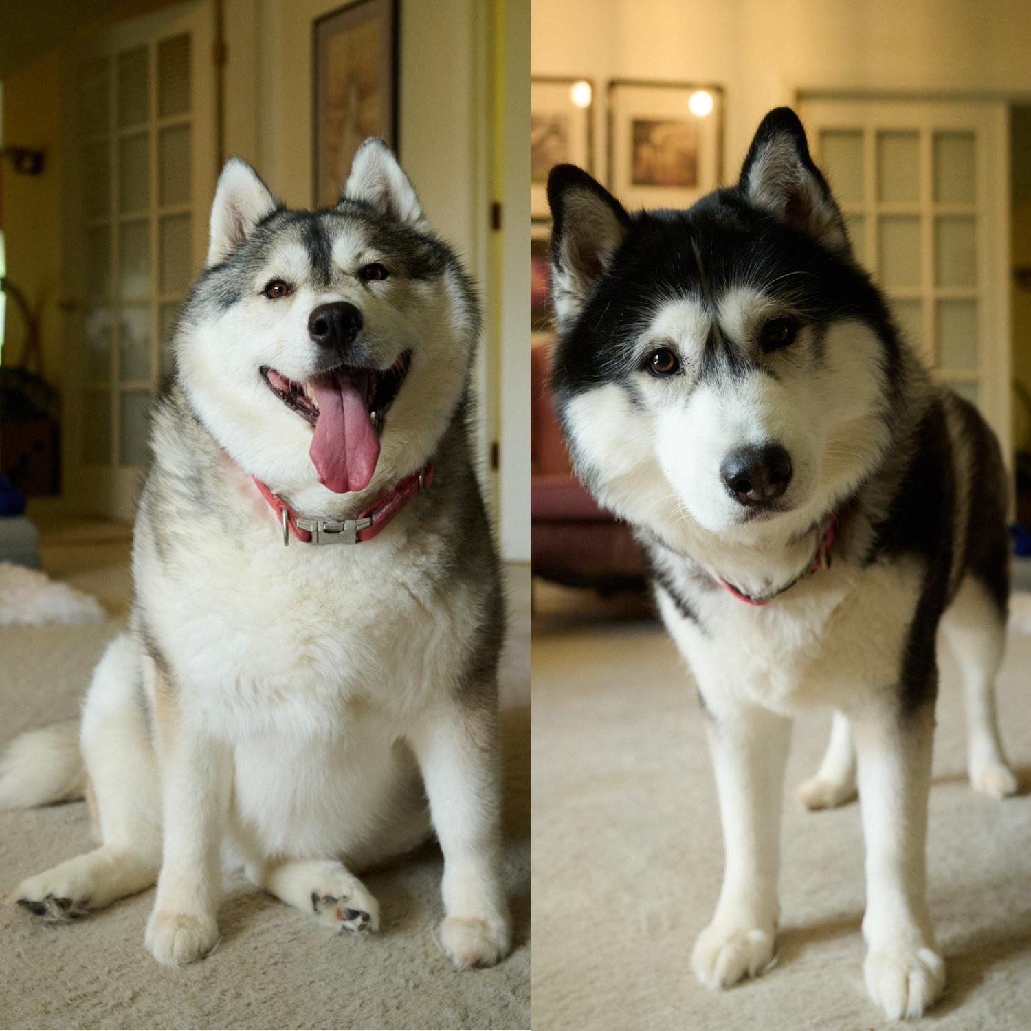 Joey and Julie *Community Post*, a ADOPTABLE Siberian Husky in Floyd, VA image 1/6