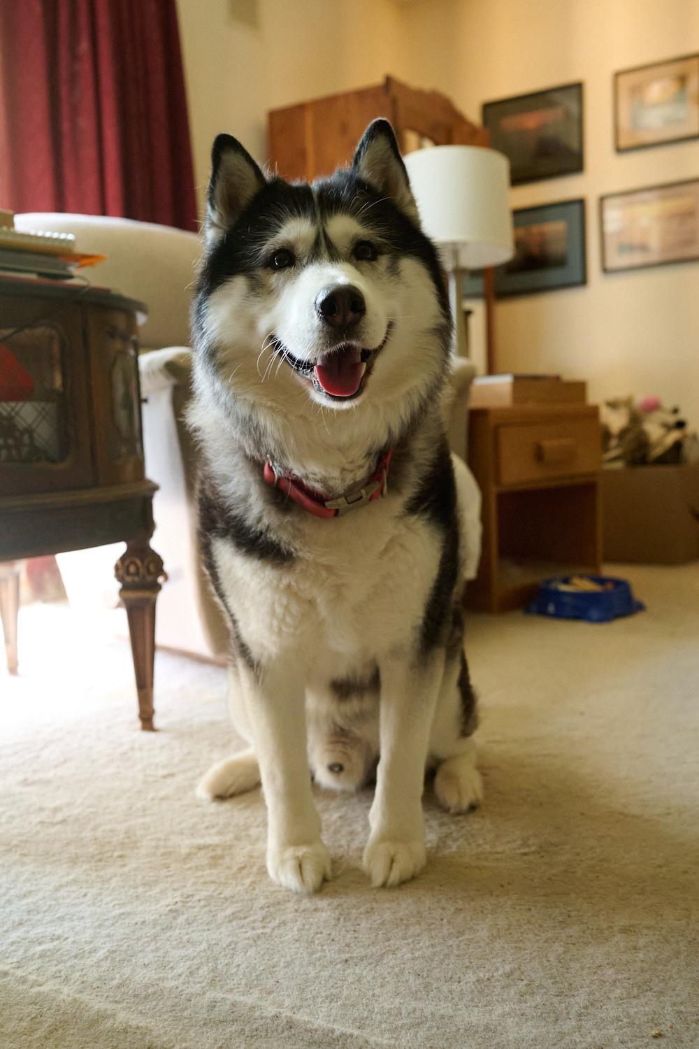 Joey and Julie *Community Post*, a ADOPTABLE Siberian Husky in Floyd, VA image 2/6
