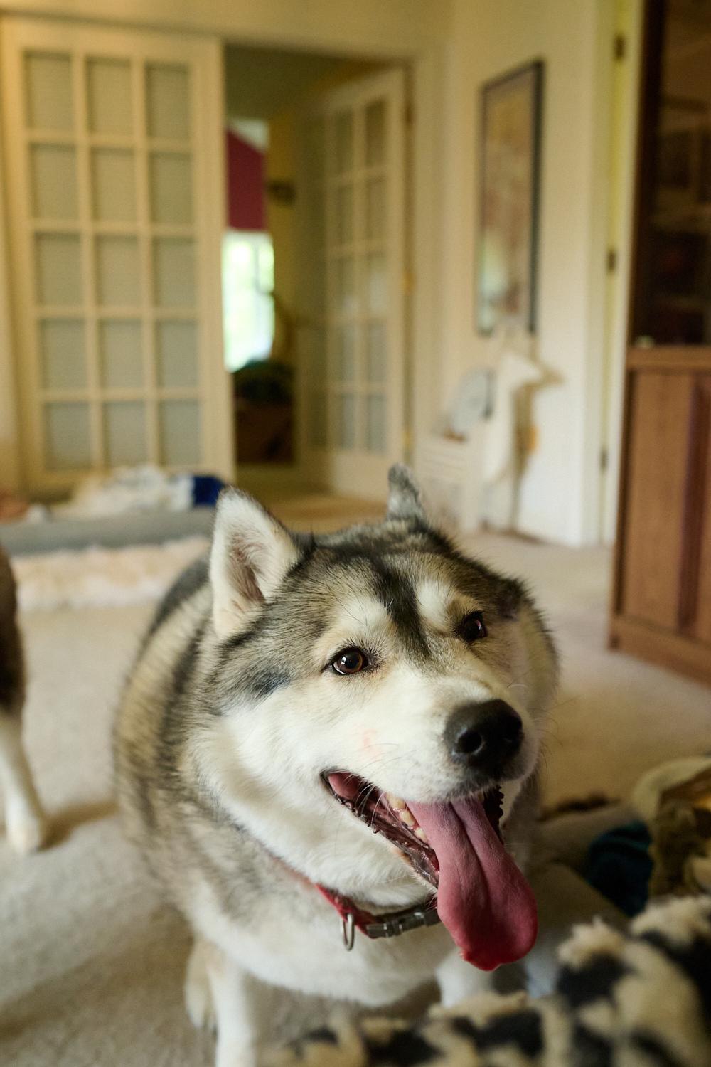 Joey and Julie *Community Post*, a ADOPTABLE Siberian Husky in Floyd, VA image 3/6