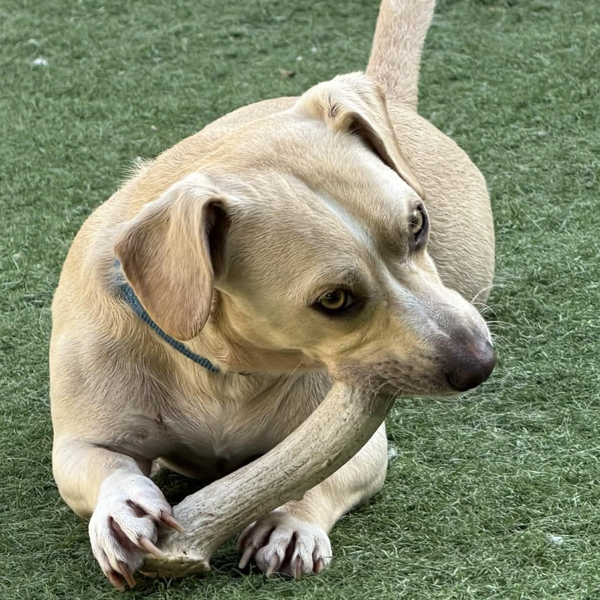 Enlarge Manny, a ADOPTABLE mixed breed in San Diego, CA image 4/5