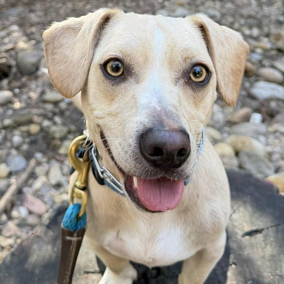 Manny, ADOPTABLE, Adult Male Dachshund.