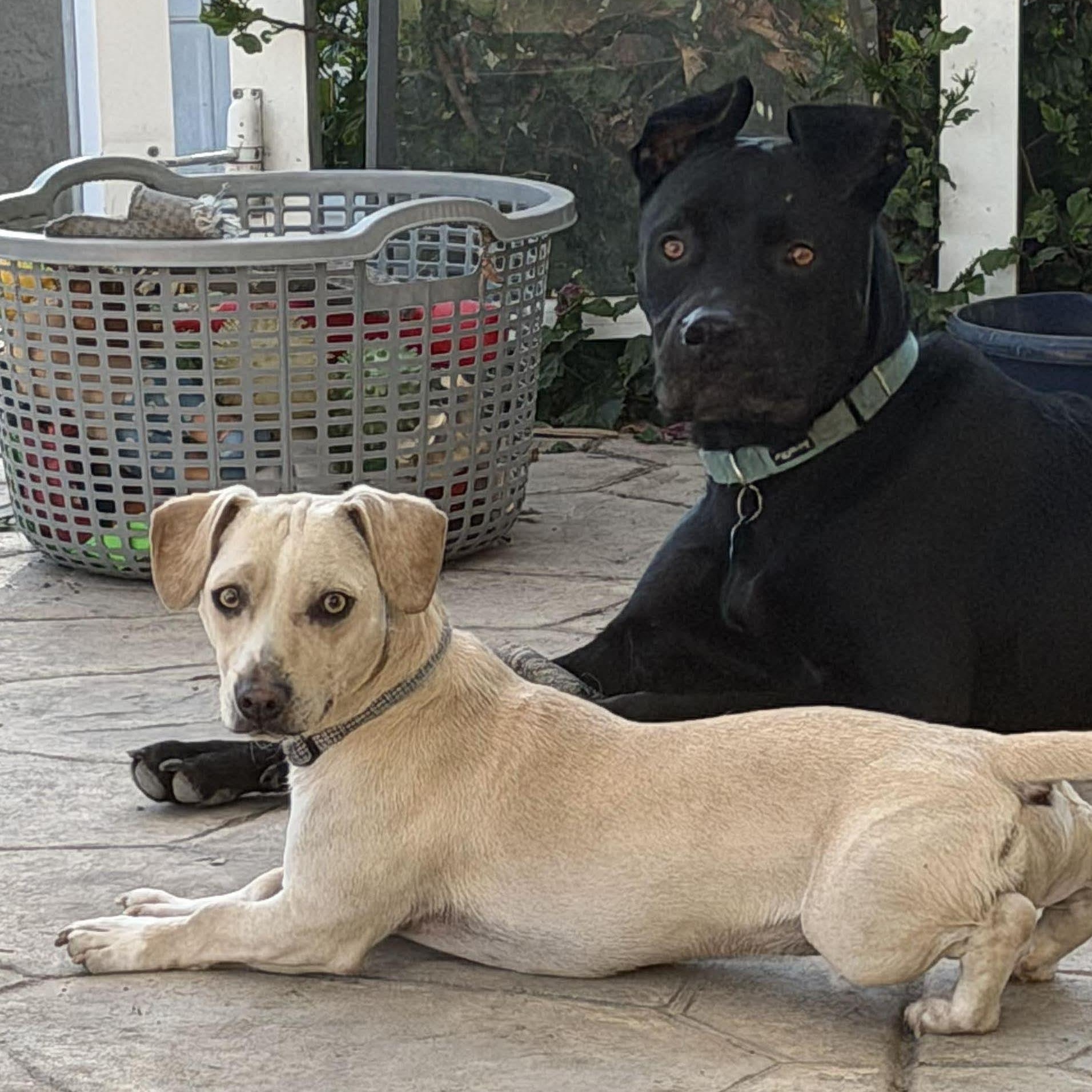 Enlarge Manny, a ADOPTABLE mixed breed in San Diego, CA image 3/5