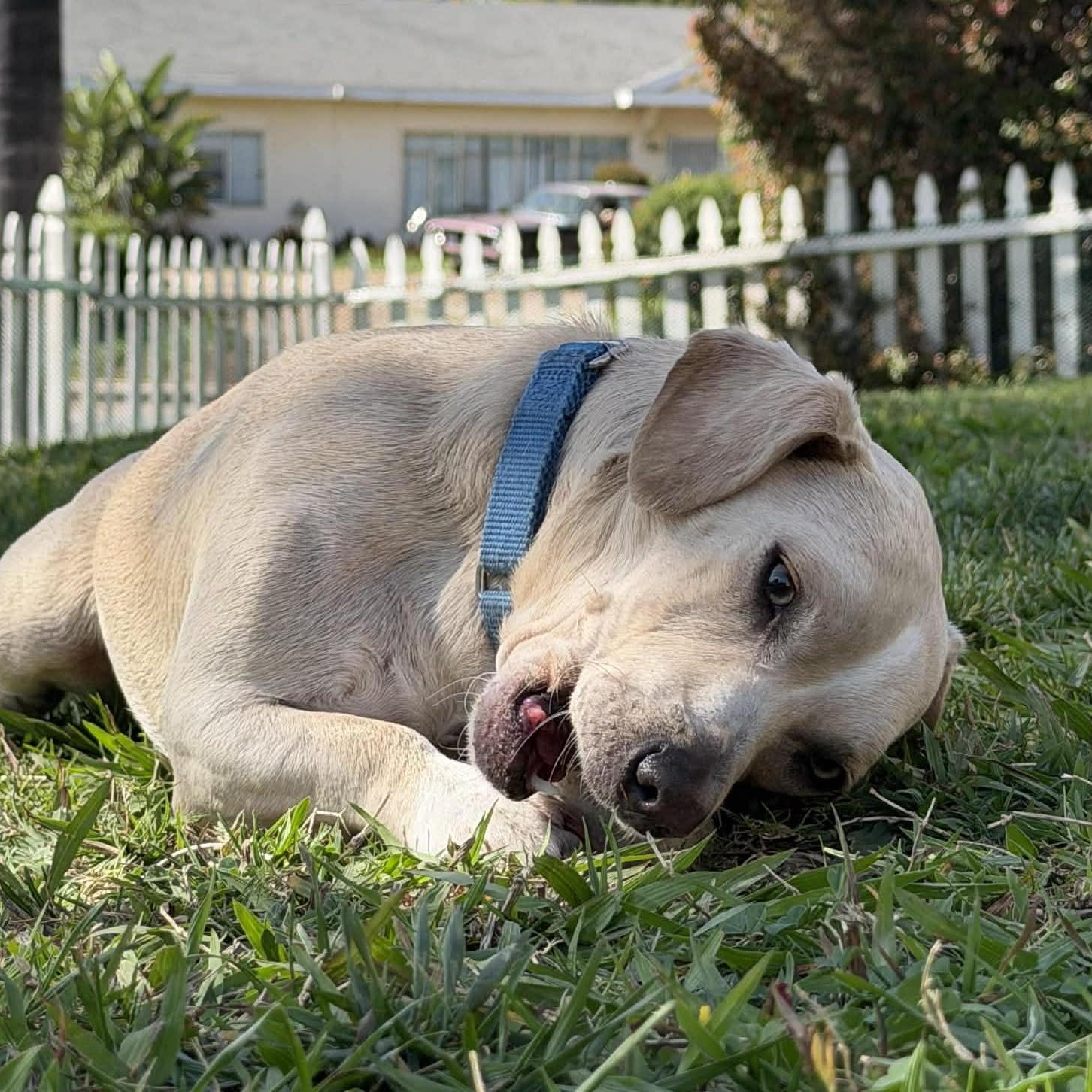 Enlarge Manny, a ADOPTABLE mixed breed in San Diego, CA image 2/5
