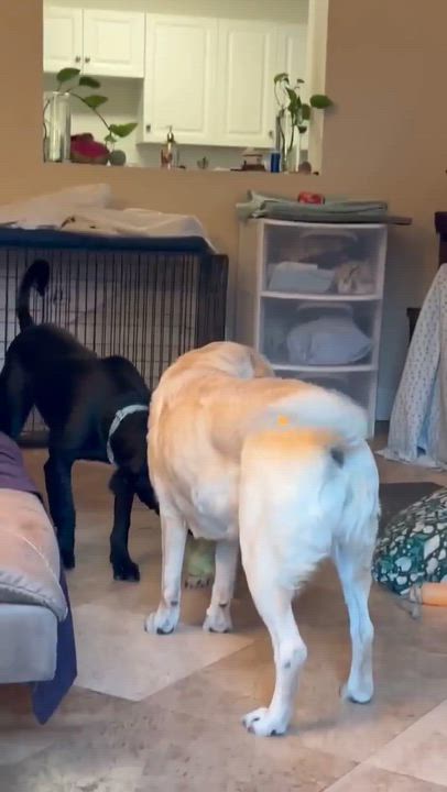 Enlarge Manny, a ADOPTABLE mixed breed in San Diego, CA video 5/5