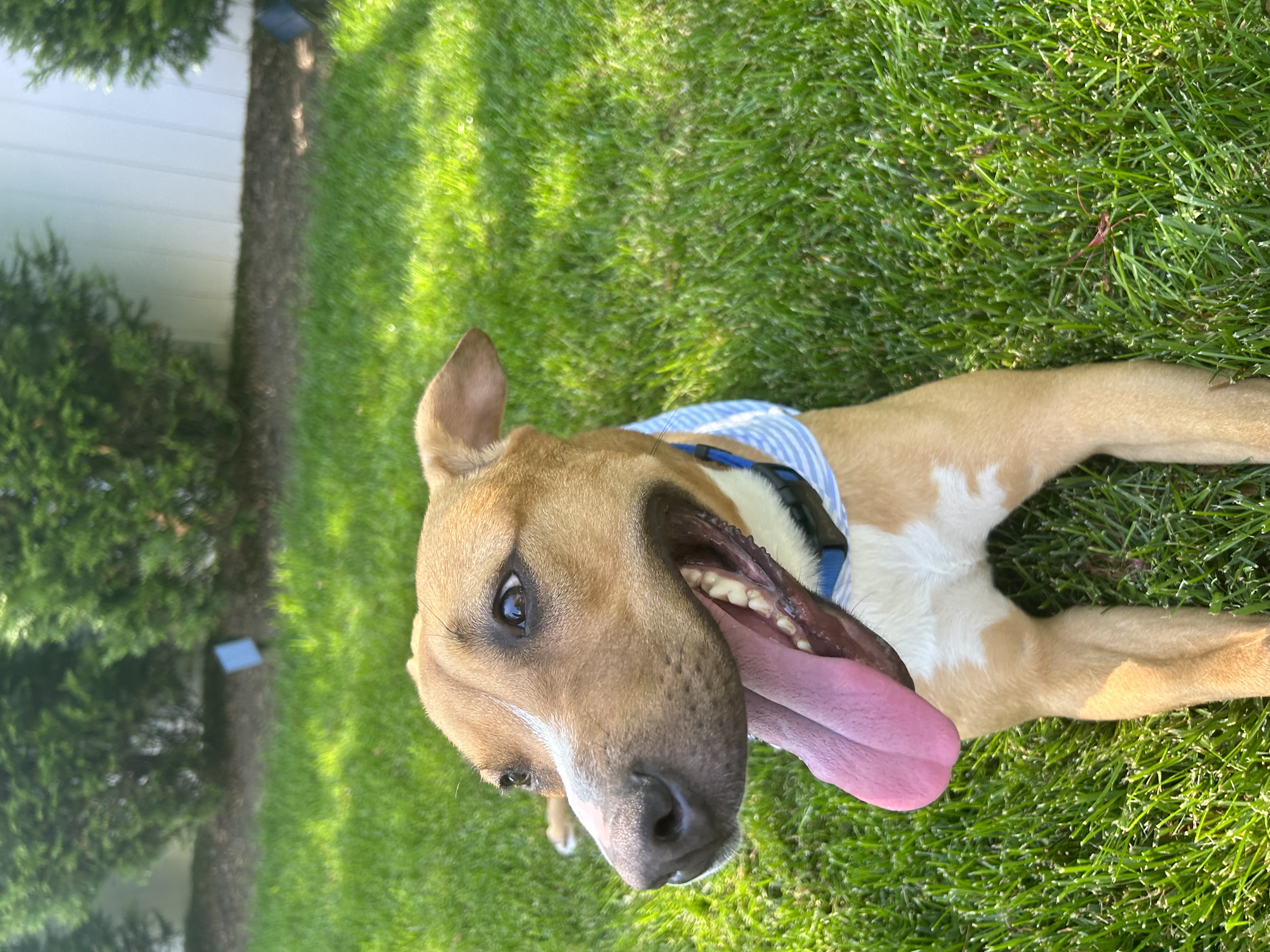 Enlarge Snuggles (Foster or Adopter Needed!), a Adoptable Mixed Breed in Westwood, NJ image 4/6