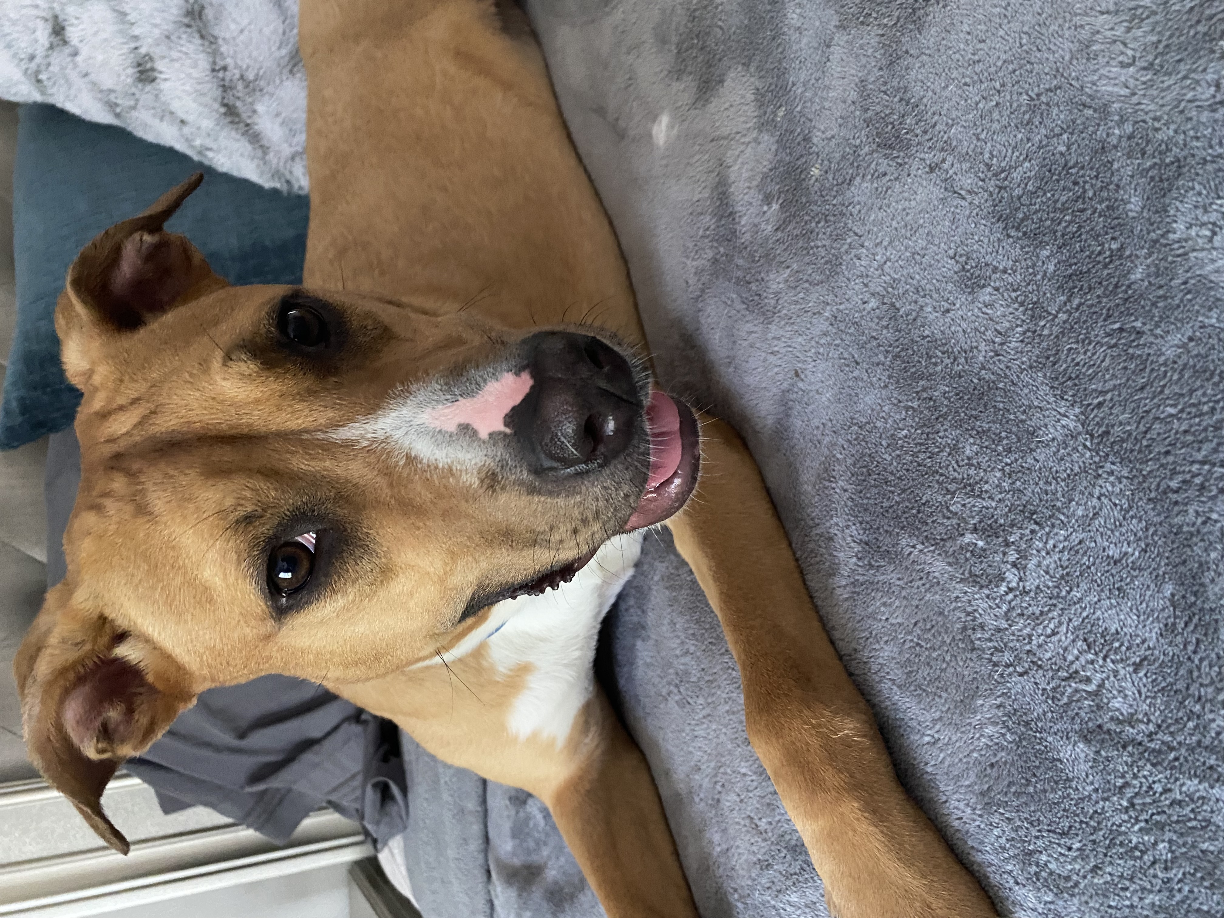 Enlarge Snuggles (Foster or Adopter Needed!), a Adoptable Mixed Breed in Westwood, NJ image 2/6