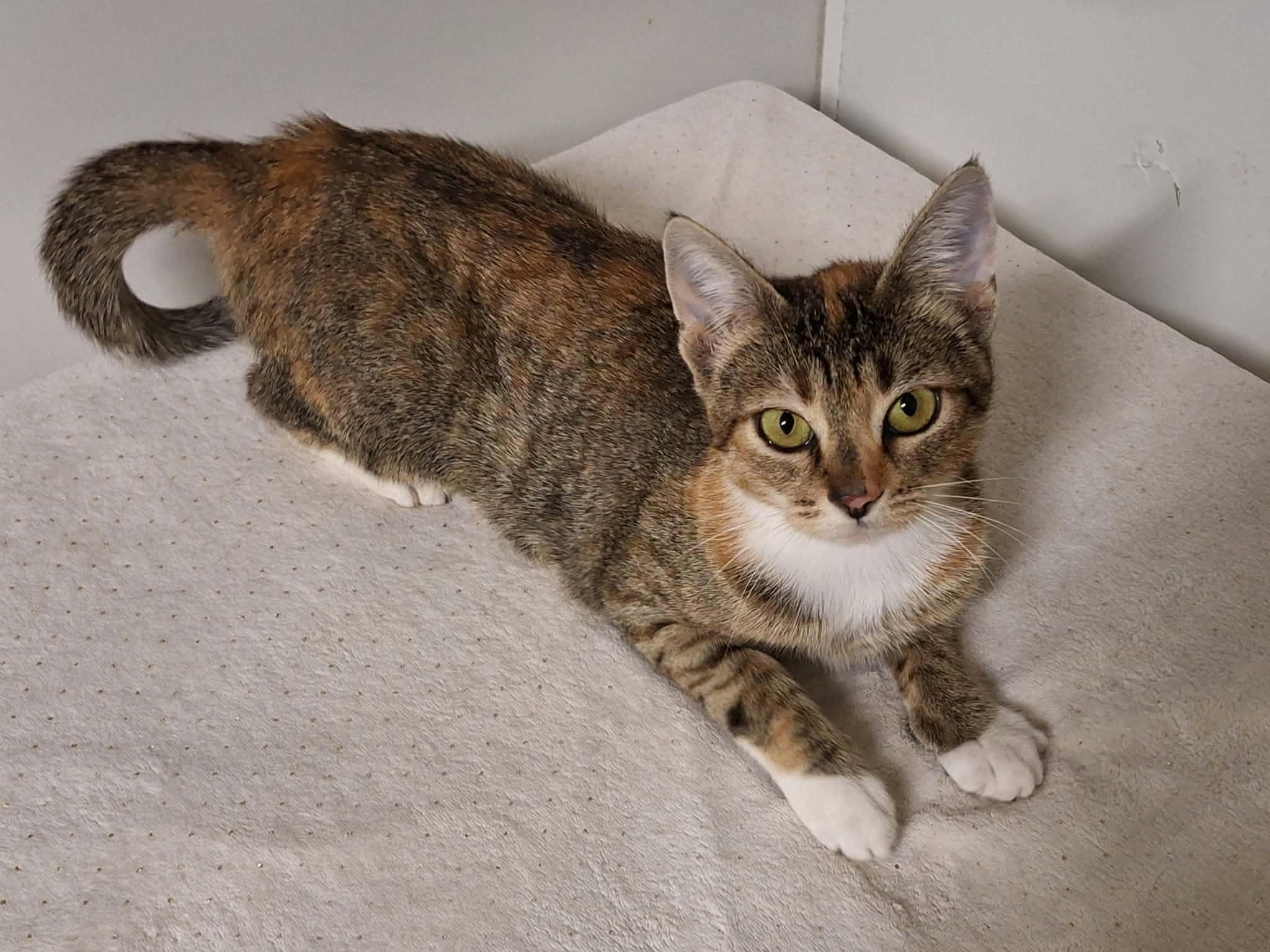 Lollipop, Adoptable, Young Female Domestic Short Hair.