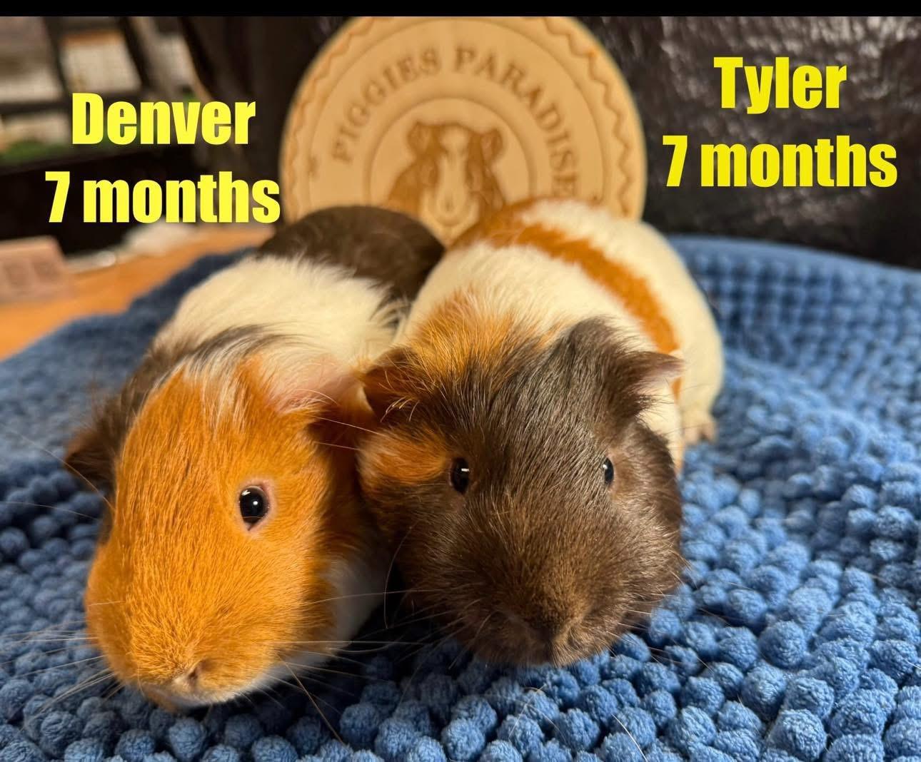 Tyler and Denver, Adoptable, Baby Male Short-Haired.