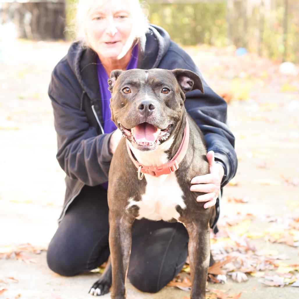 Kim - In Foster, Adoptable, Adult Female American Staffordshire Terrier.