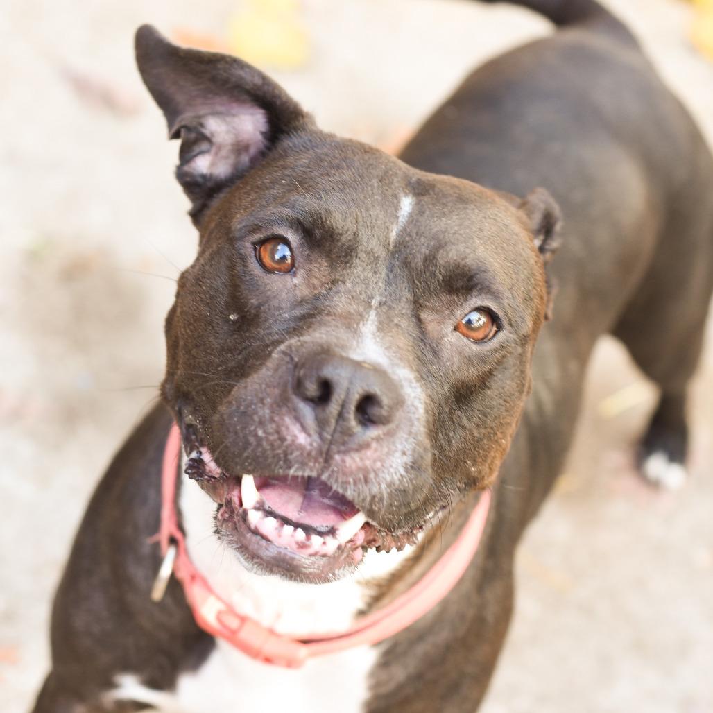 Kim - In Foster, Adoptable, Adult Female American Staffordshire Terrier.