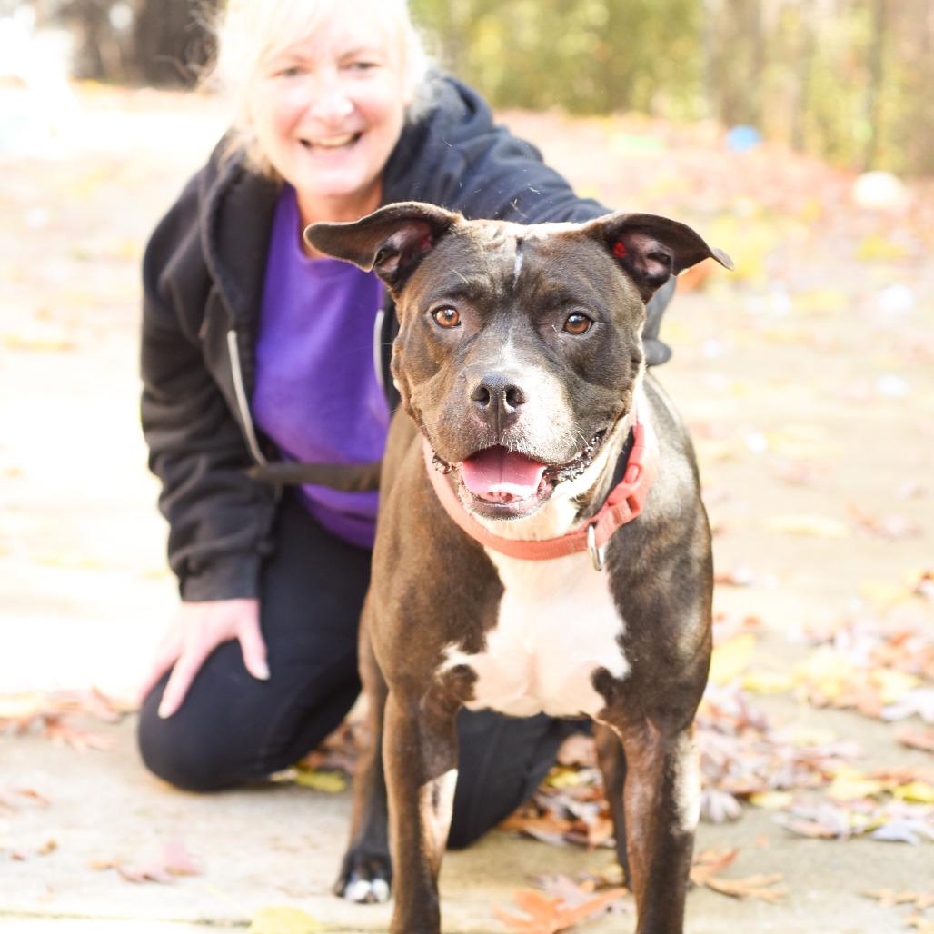 Enlarge Kim - In Foster, a Adoptable American Staffordshire Terrier in Grand Rapids, MI image 2/6