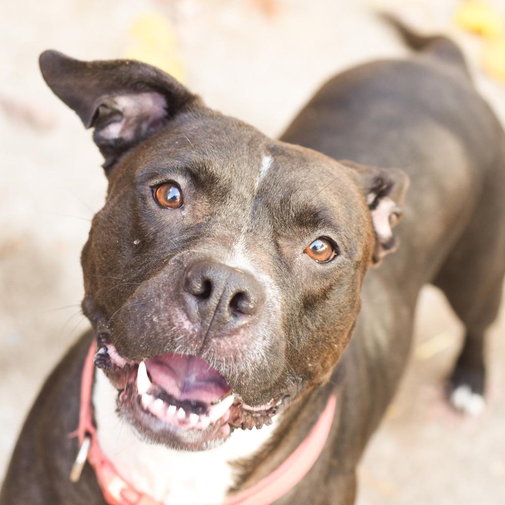 Enlarge Kim - In Foster, a Adoptable American Staffordshire Terrier in Grand Rapids, MI image 4/6