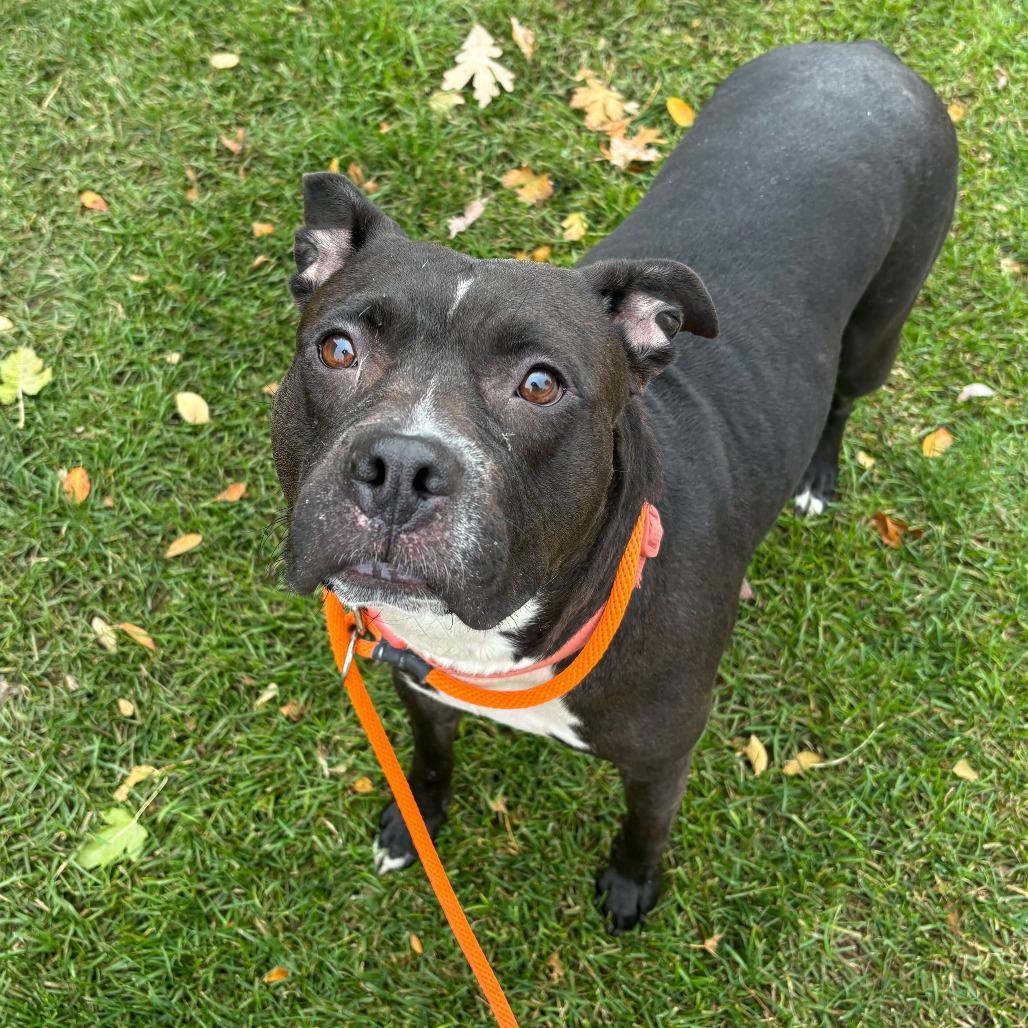 Enlarge Kim - In Foster, a Adoptable American Staffordshire Terrier in Grand Rapids, MI image 5/6
