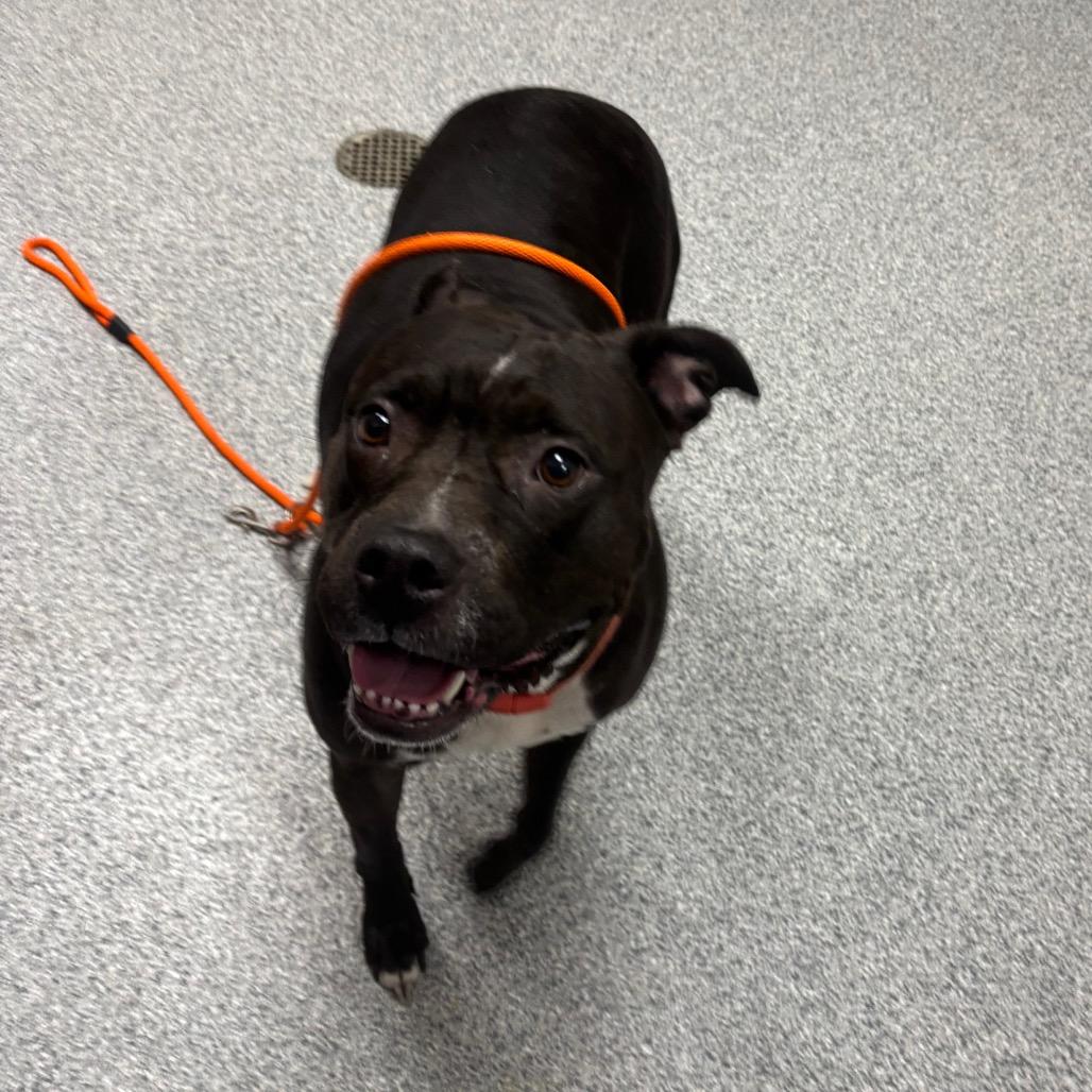 Enlarge Kim - In Foster, a Adoptable American Staffordshire Terrier in Grand Rapids, MI image 6/6