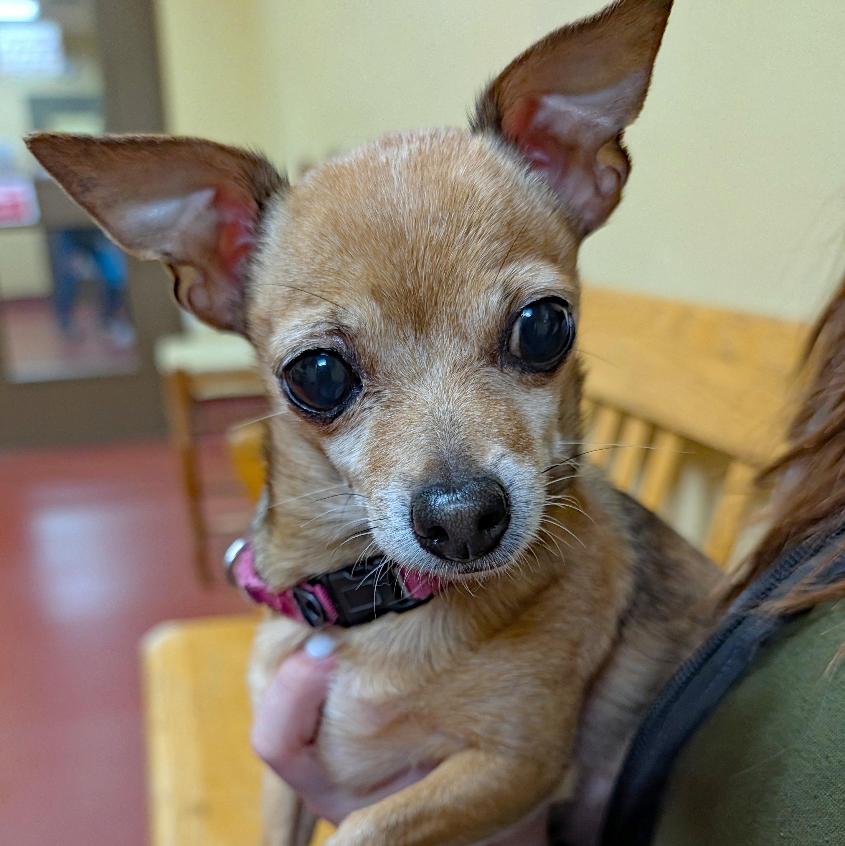 Chiquita, ADOPTABLE, Adult Female Chihuahua.