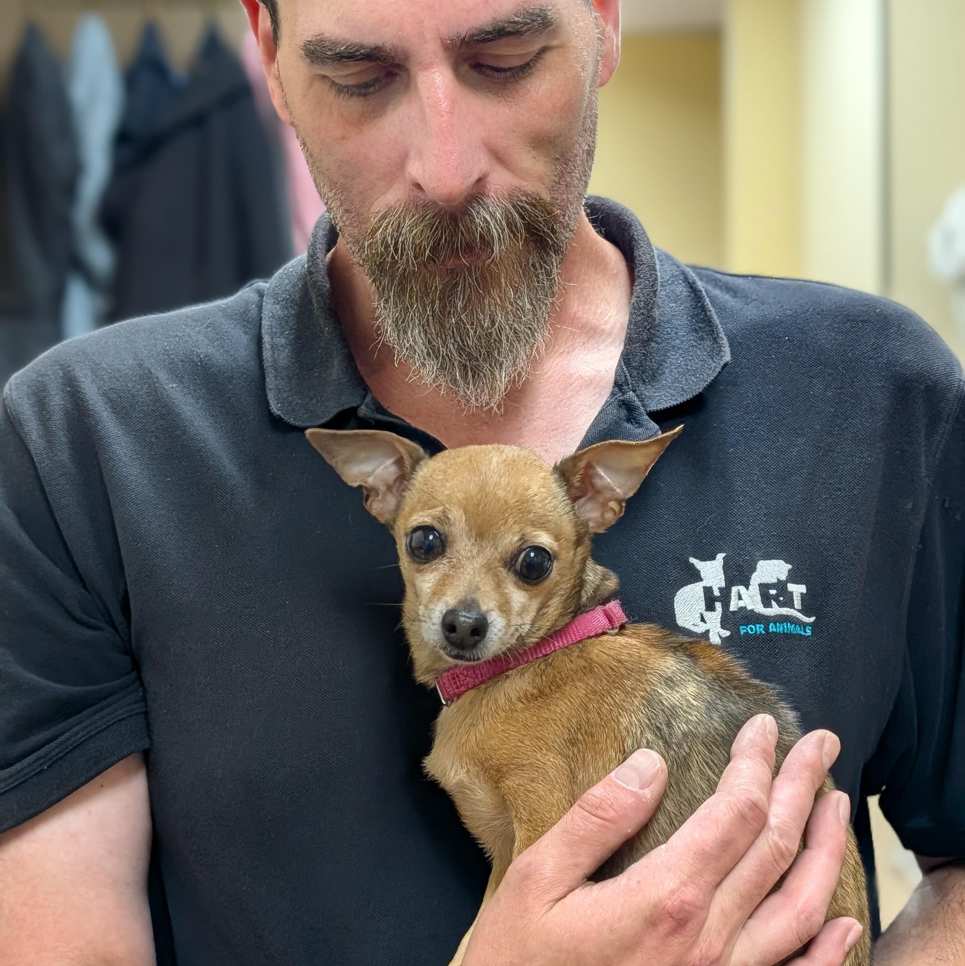 Enlarge Chiquita, a ADOPTABLE Chihuahua in Accident, MD image 3/6