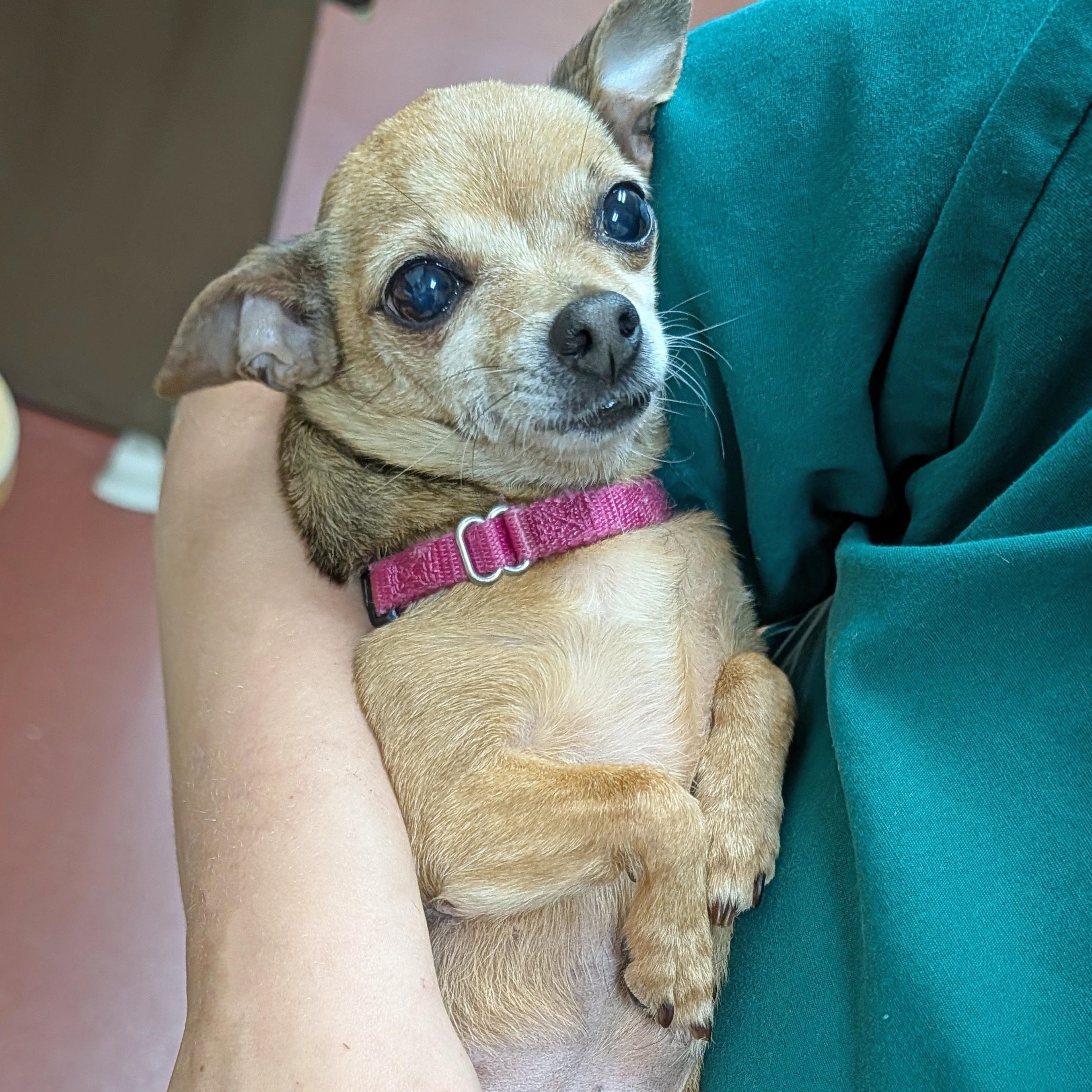 Enlarge Chiquita, a ADOPTABLE Chihuahua in Accident, MD image 6/6