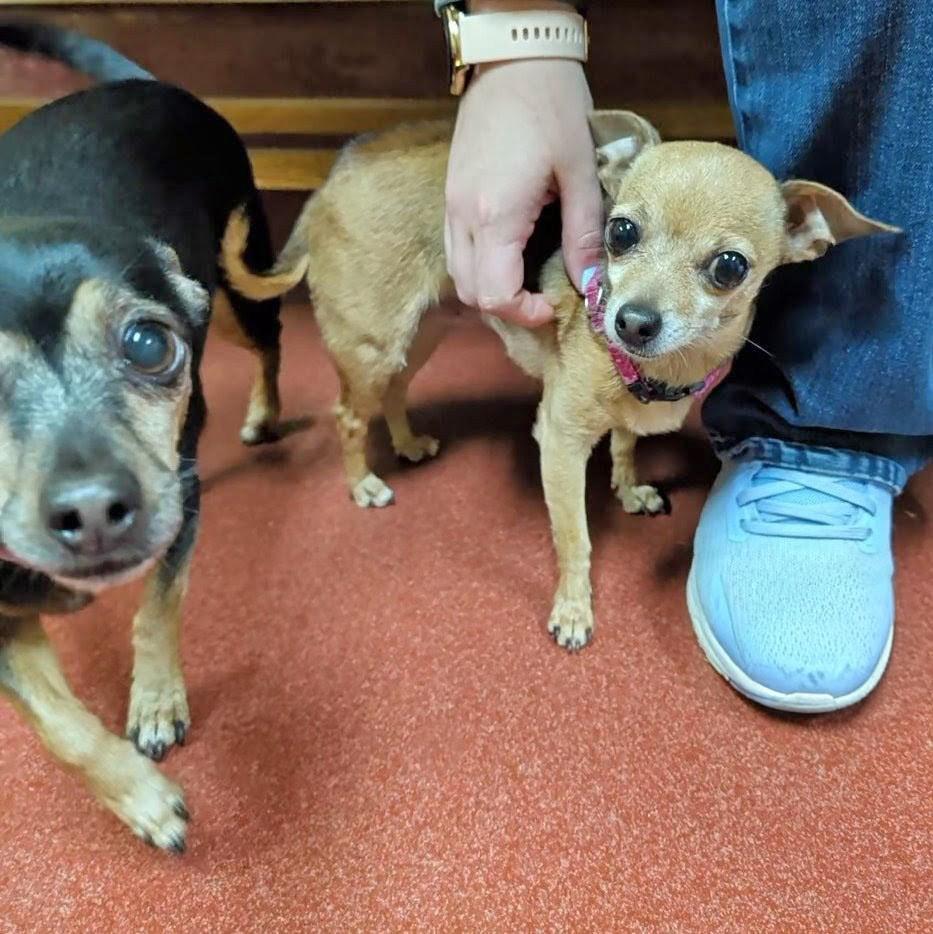 Enlarge Chiquita, a ADOPTABLE Chihuahua in Accident, MD image 4/6