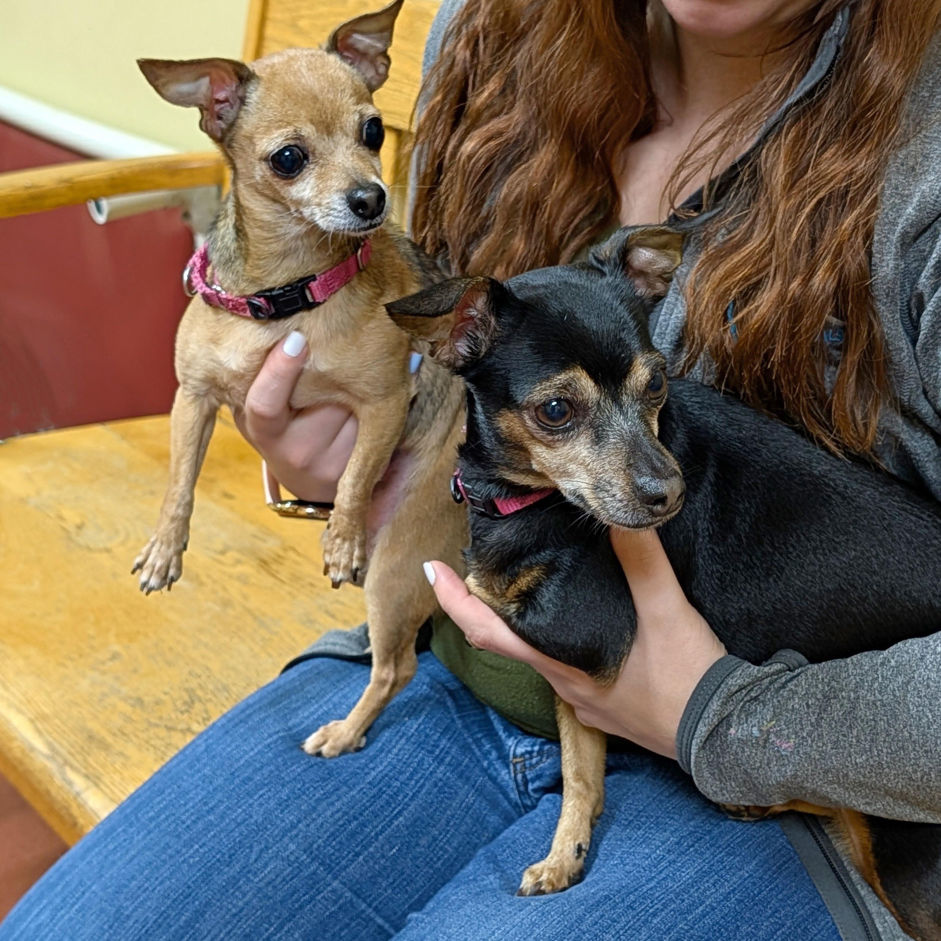 Enlarge Chiquita, a ADOPTABLE Chihuahua in Accident, MD image 5/6