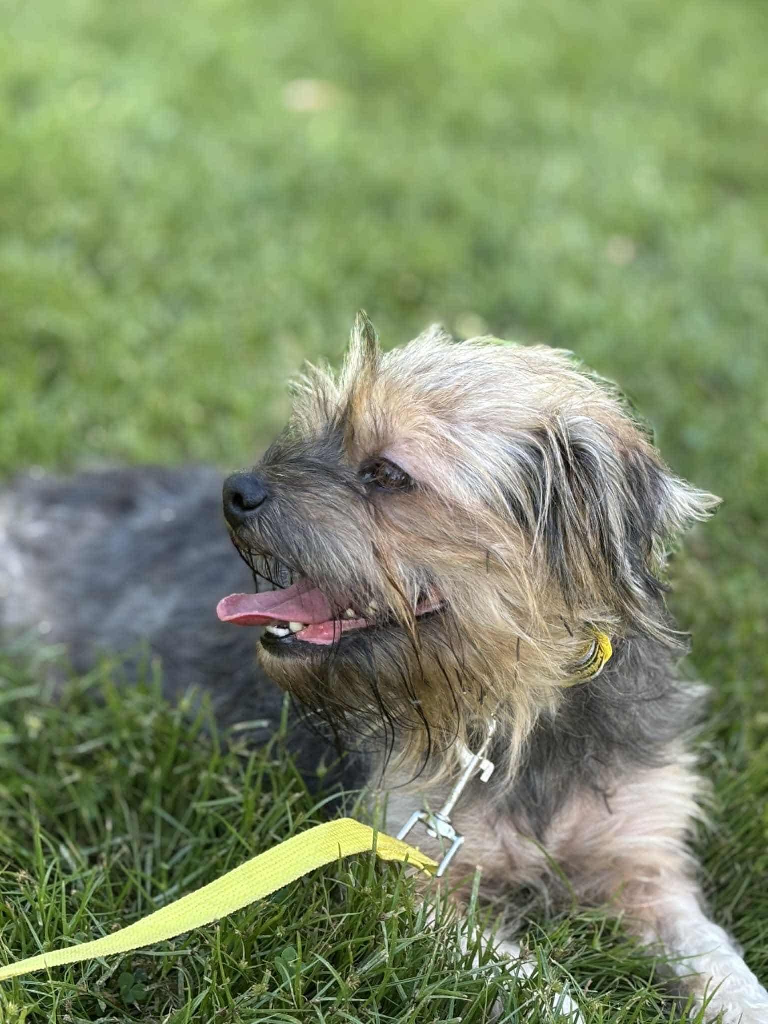 Enlarge Chrissy, a Adopted Cairn Terrier in Paoli, IN image 1/3
